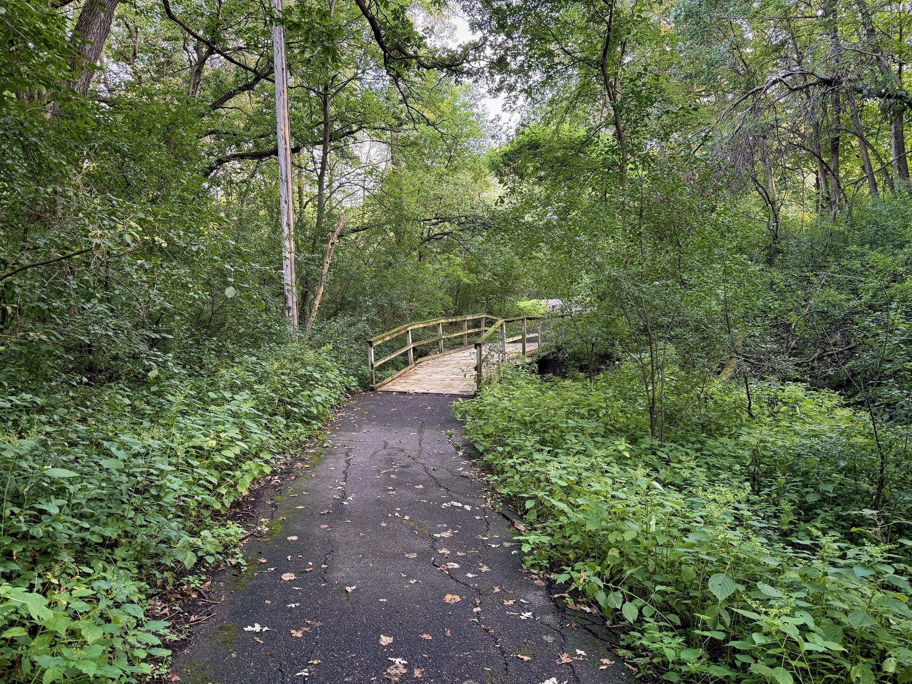 A paved path leads through lush green forest towards a wooden footbridge, surrounded by dense foliage and tall trees.