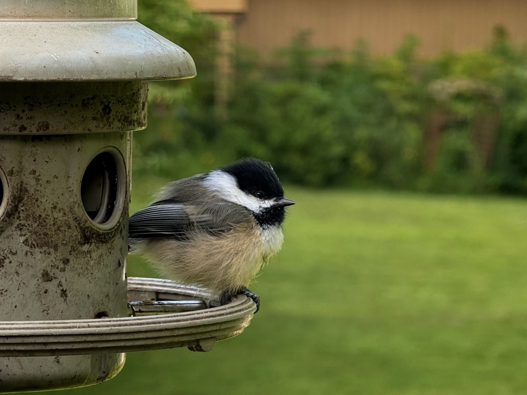 A small bird with black and white plumage perches on the edge of a metal bird feeder against a blurred green background.