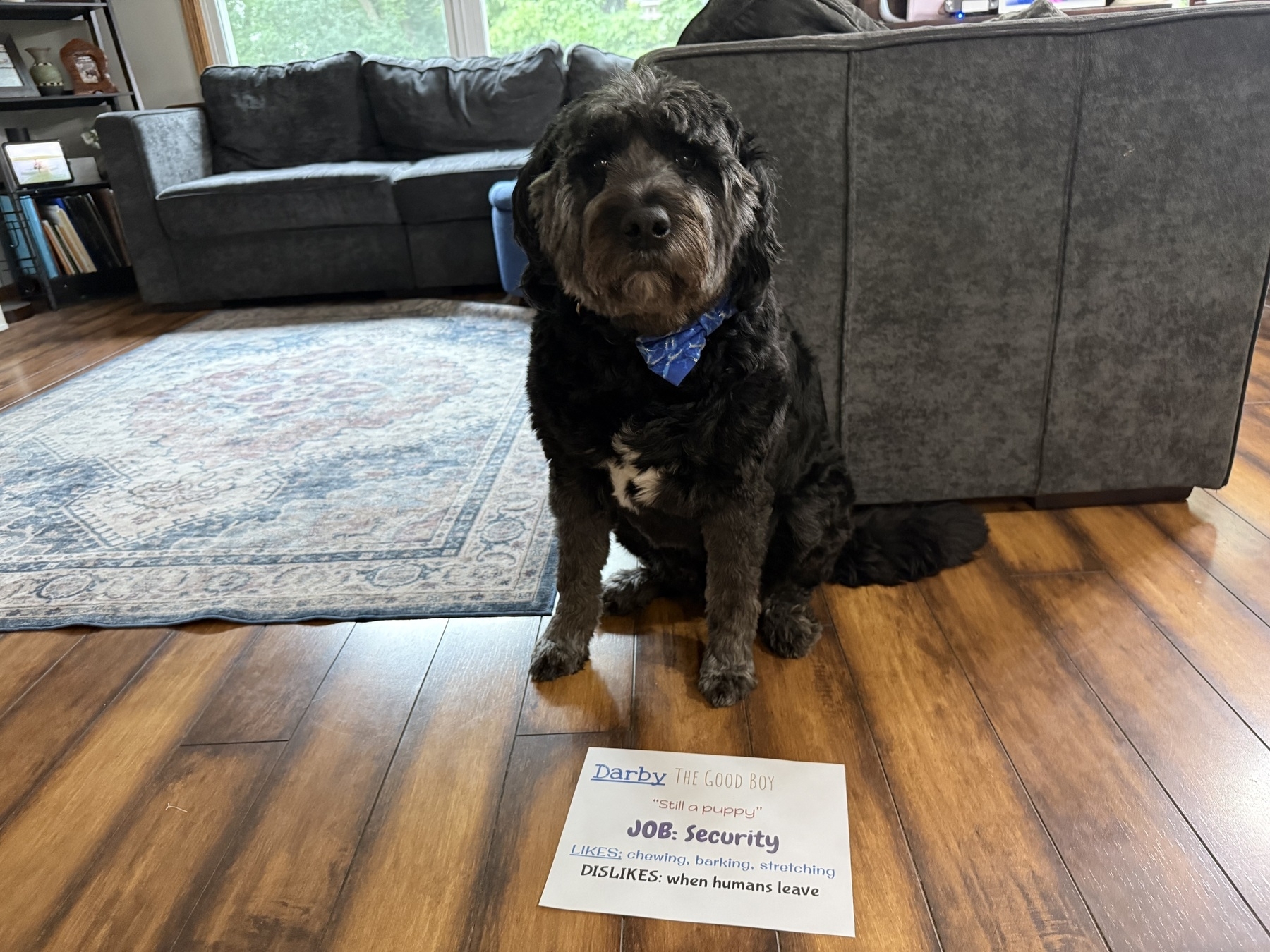 A fluffy black and brown dog with a blue bandana sits on a wooden floor in a living room. In front of the dog is a sign that reads: “Darby, The Good Boy. Still a puppy. Job: Security. Likes: chewing, barking, stretching. Dislikes: when