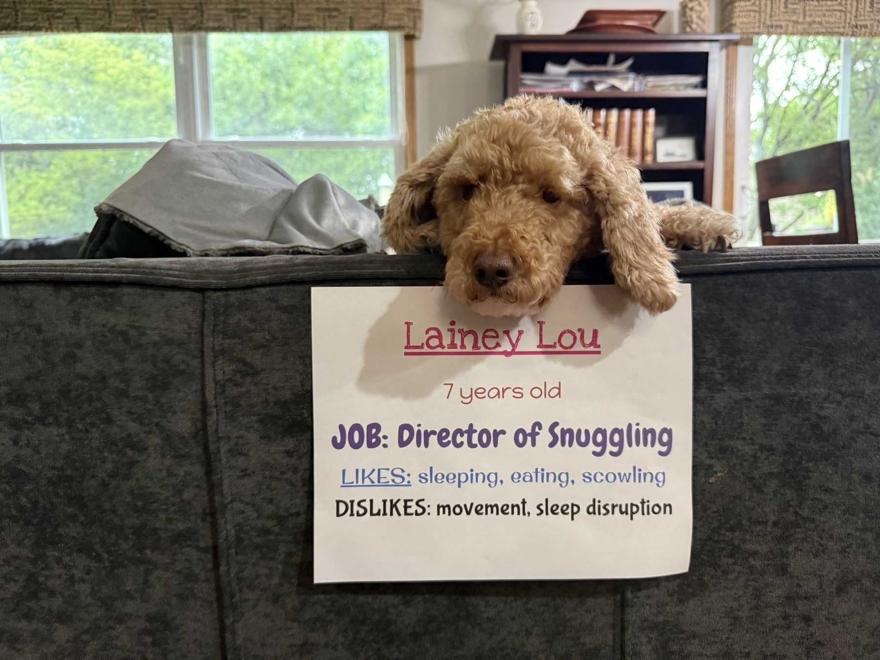 A fluffy dog lies on the back of a gray couch, looking over a sign that reads: “Lainey Lou, 7 years old, Job: Director of Snuggling. Likes: sleeping, eating, scowling. Dislikes: movement, sleep disruption.” Behind the dog is a