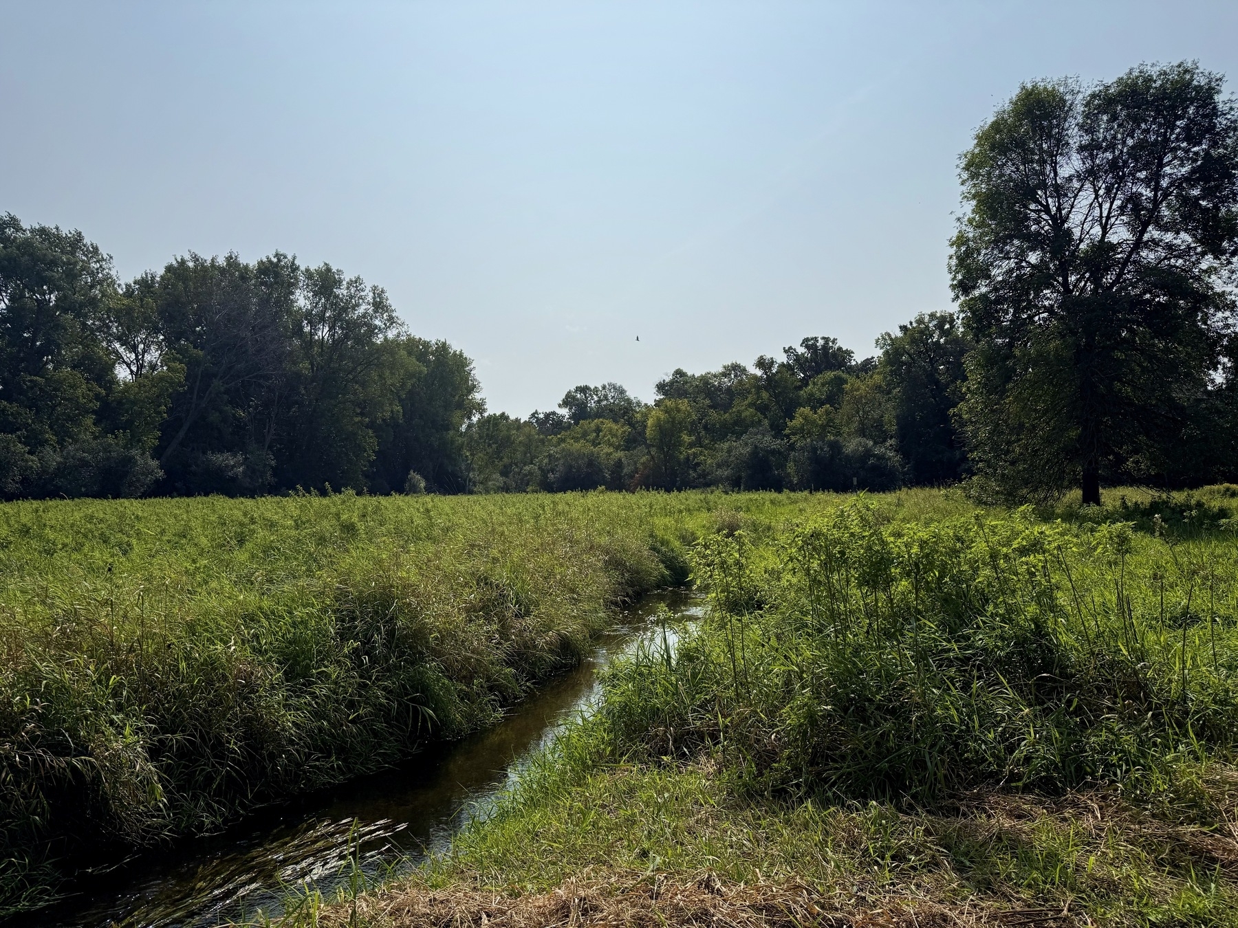 A serene landscape with a small stream winding through a meadow surrounded by green grass and trees under a clear blue sky.