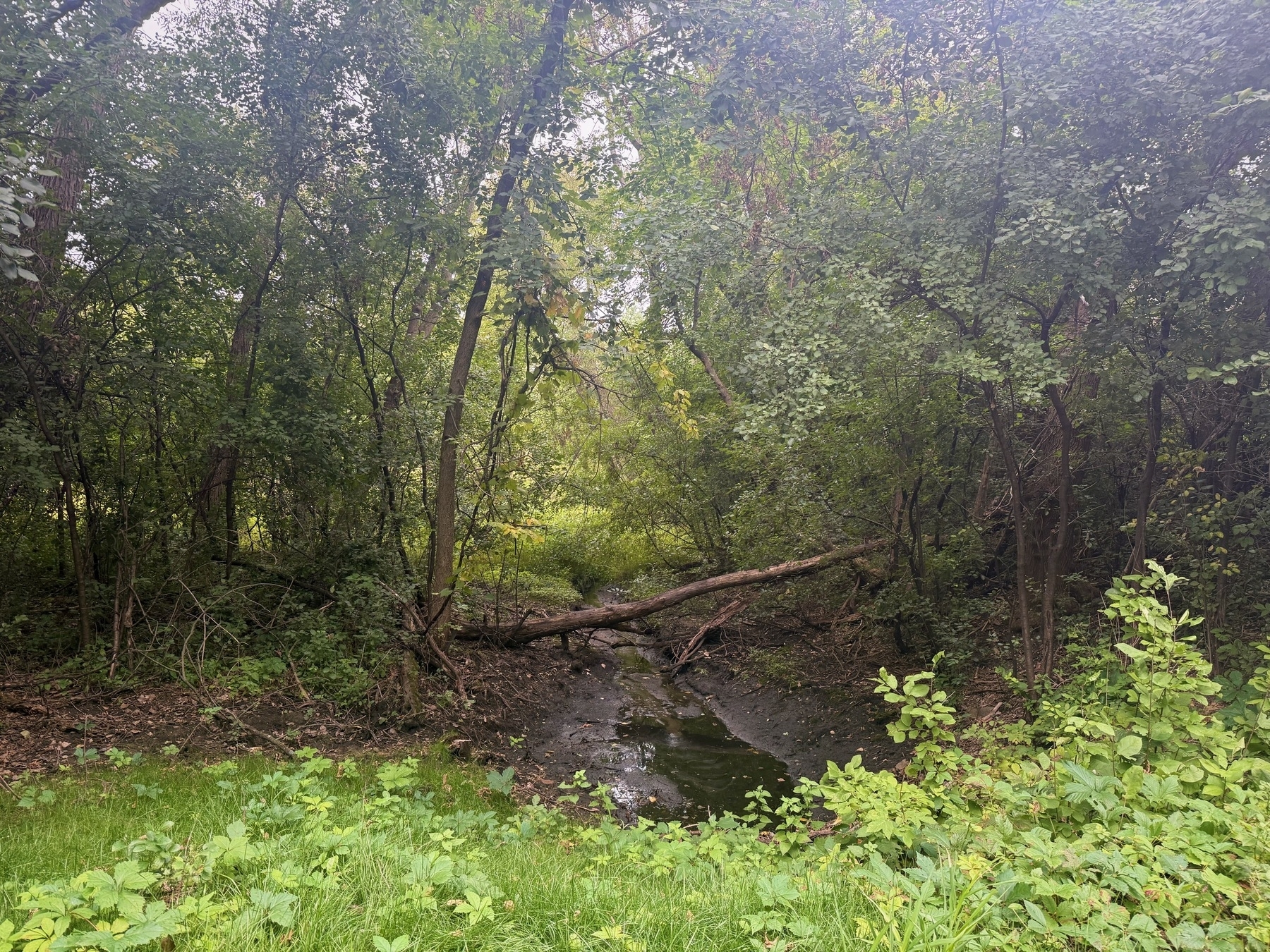 A densely wooded area with various trees and thick green foliage. A small, muddy stream runs through the center, partially covered by fallen branches. The foreground features lush grass and undergrowth.