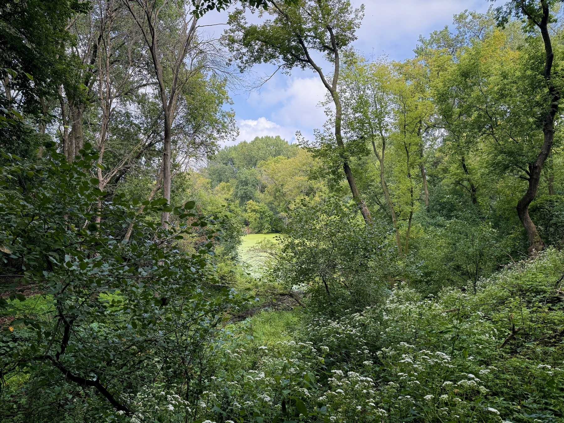 A lush green forest with dense foliage and tall trees under a partly cloudy blue sky. White wildflowers dot the forest floor, creating a serene and vibrant natural scene.