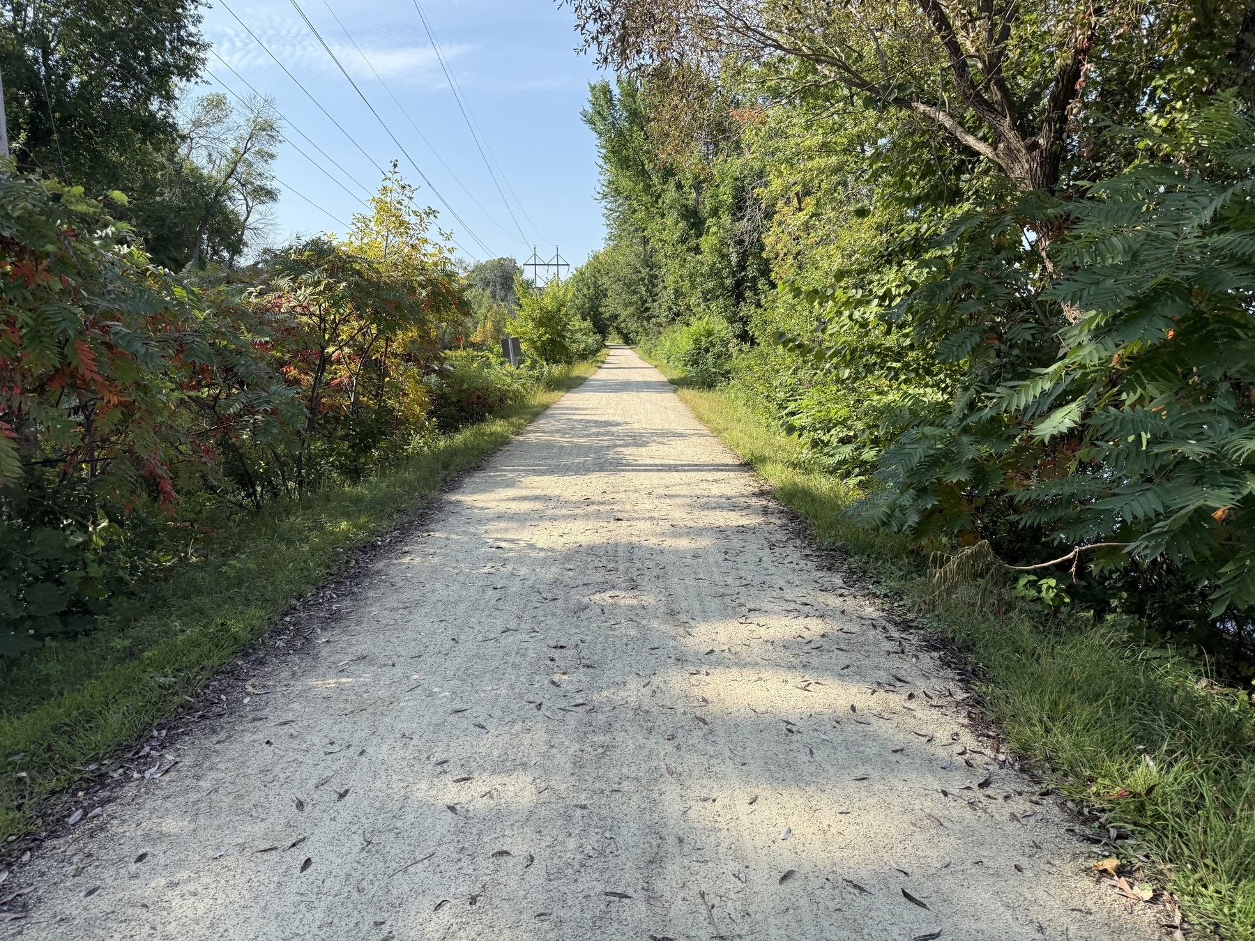 A long, straight dirt path flanked by dense green and reddish foliage, extending into the distance under a clear blue sky.