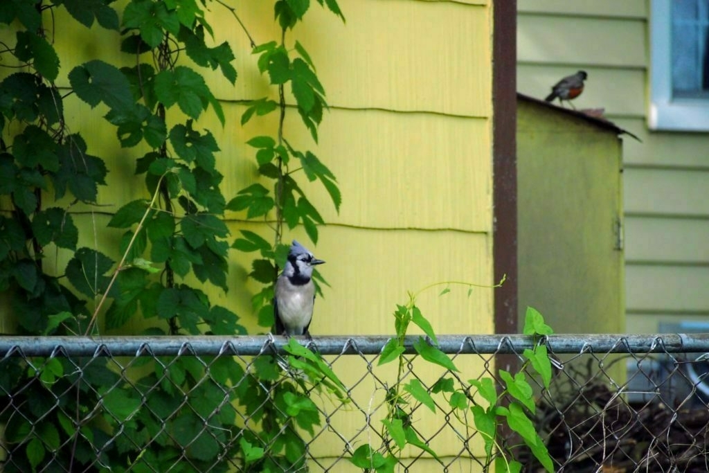 Blue Jay on a fence with a Robin in the background on a shed.