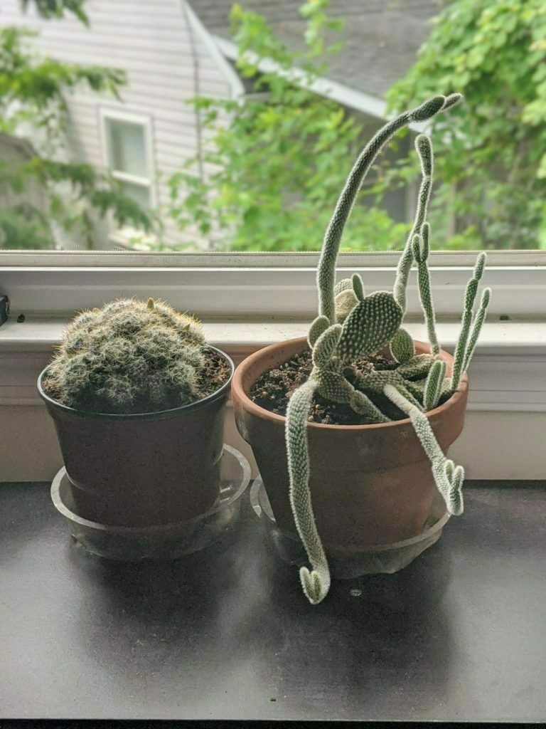 Two cacti in pots near an open window. 