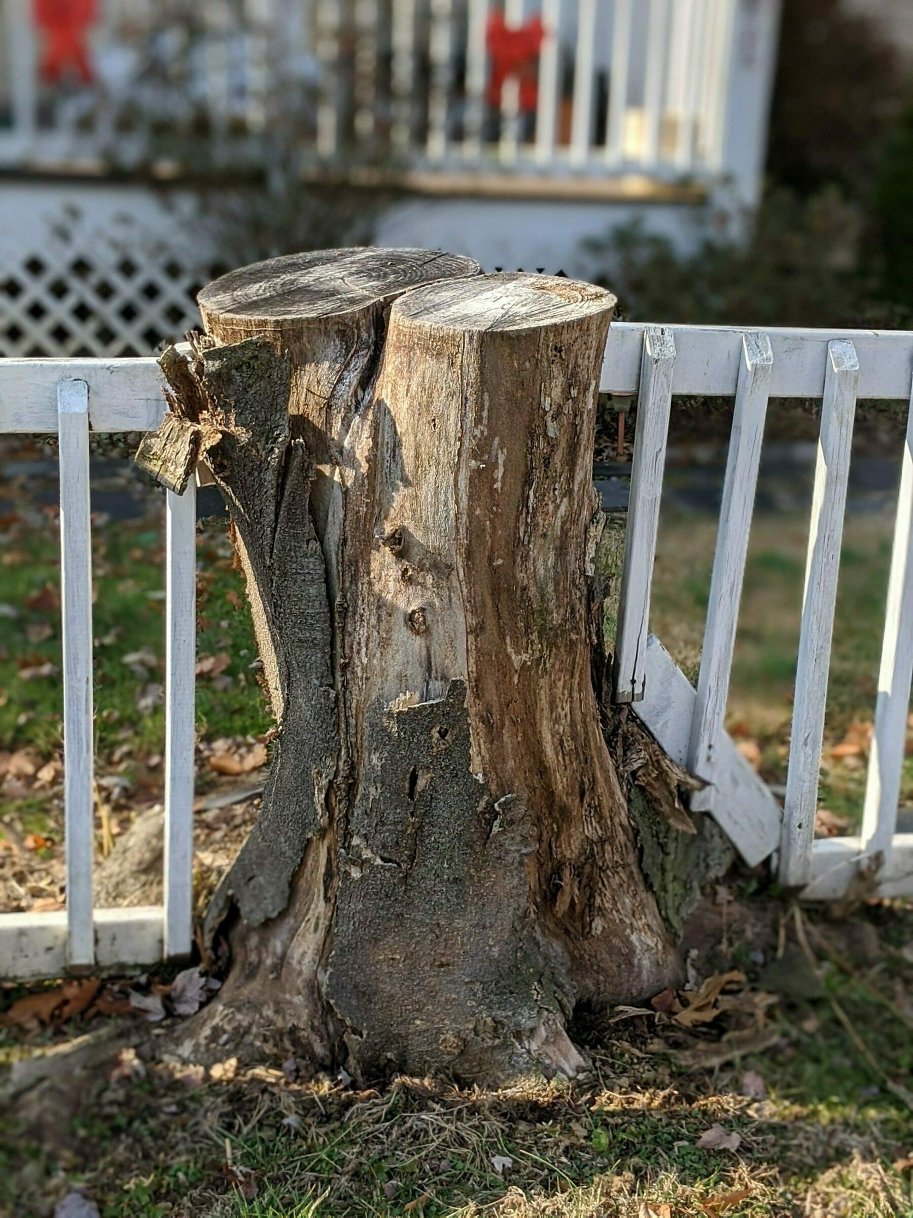 Tree stump as fence post. 