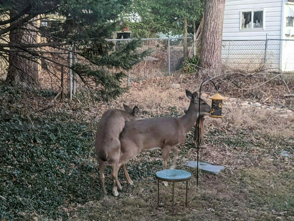 Two deer eating out of a hanging bird feeder.