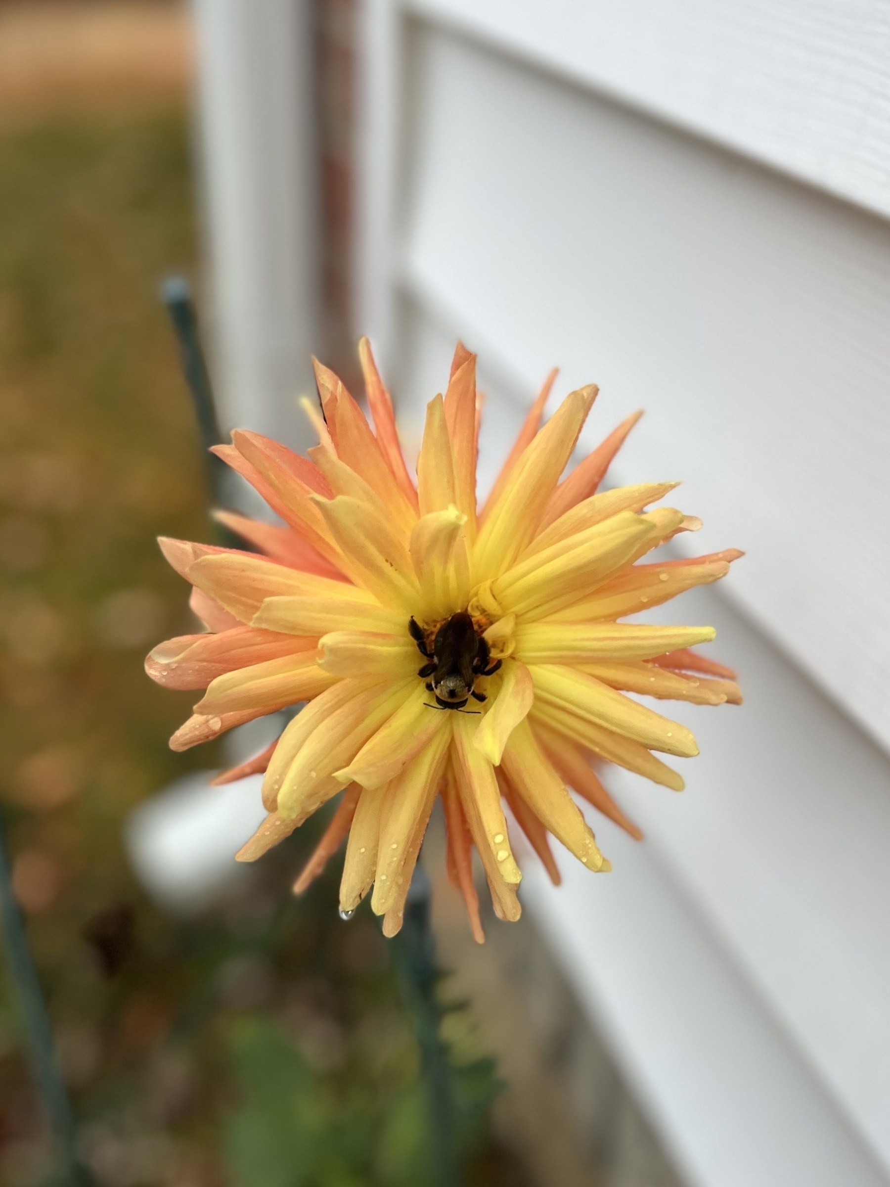 Bee sleeping in the middle of a yellow and orange dahlia flower. 