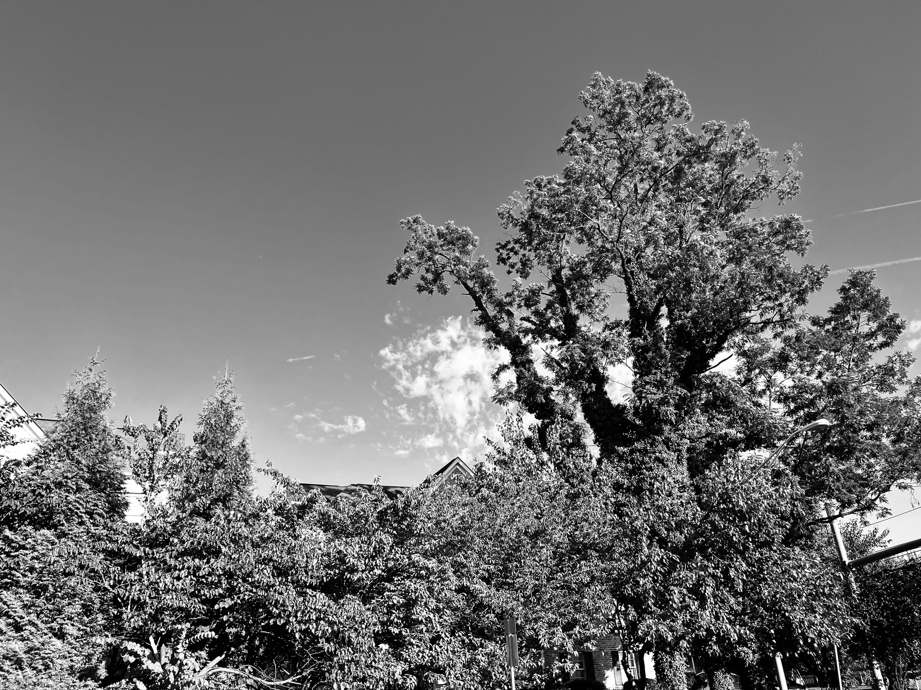 Black & White sky with trees. 