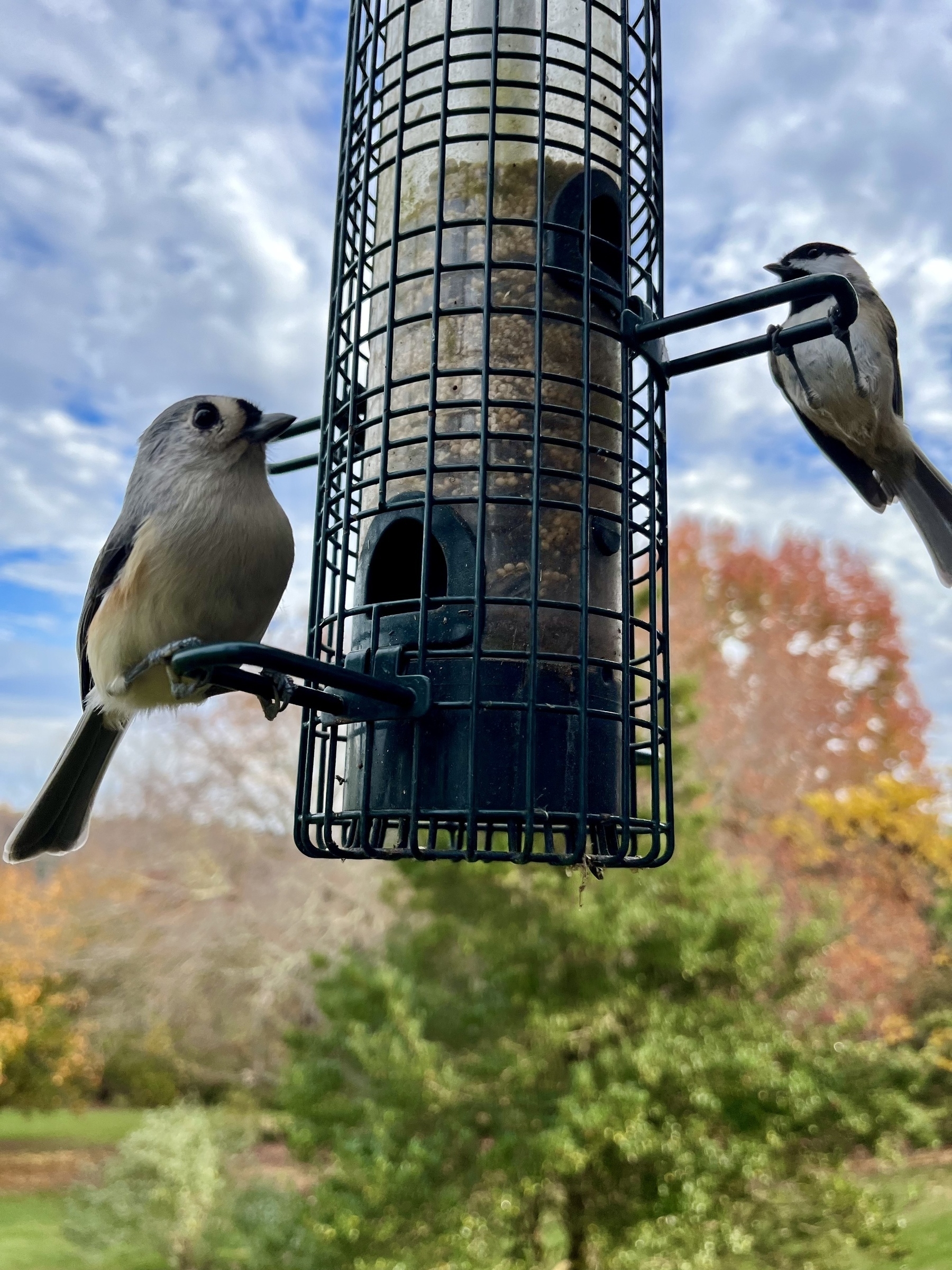 Tufted titmouse on the left and a chickadee on the right of a bird feeder. 
