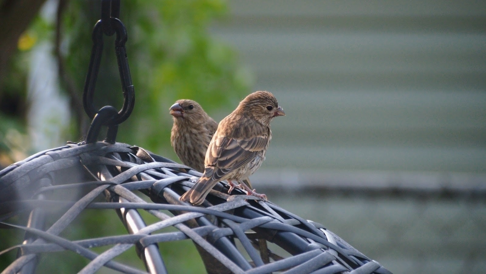 Two sparrows sitting on a thatched swing.