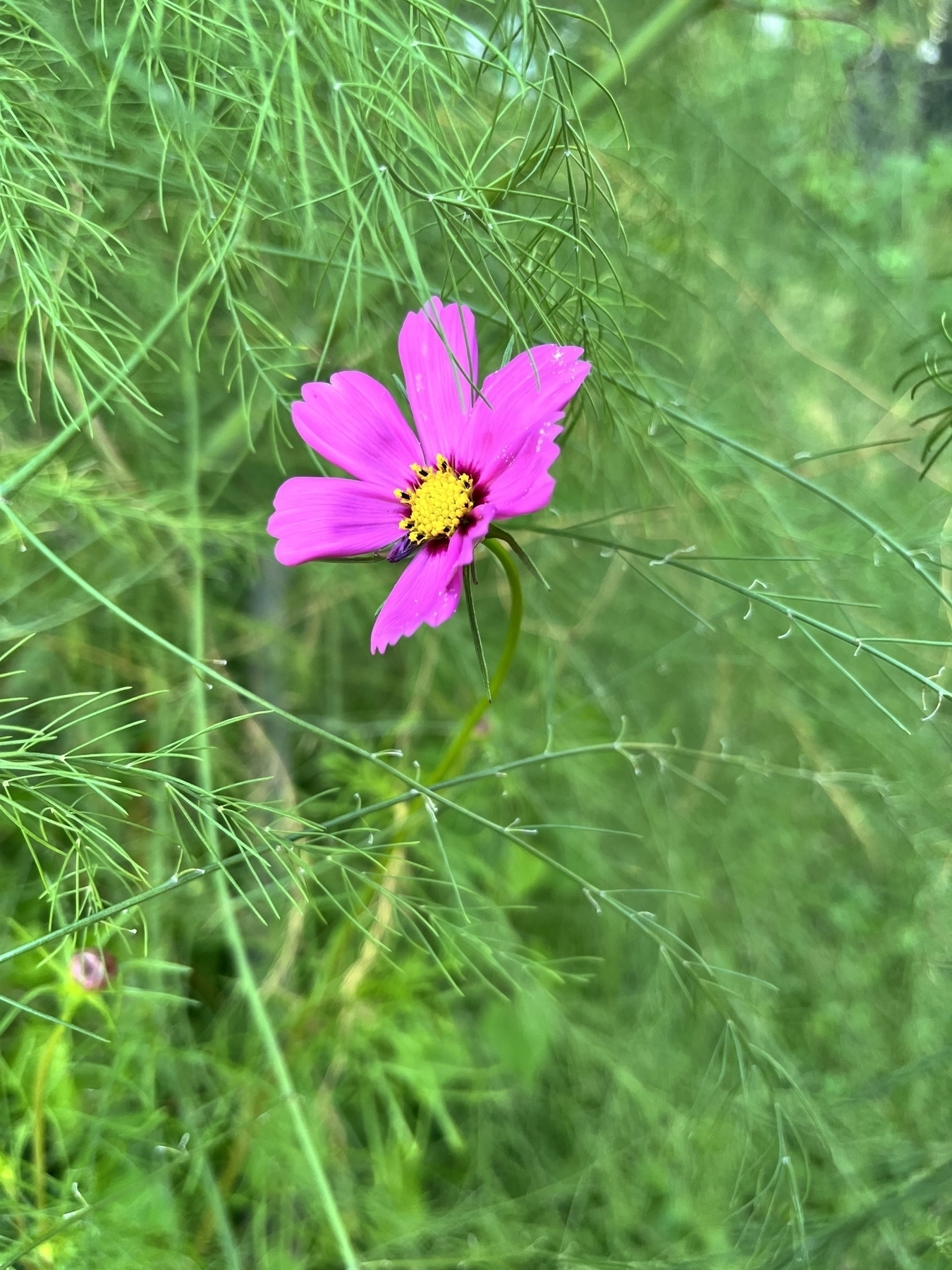 Little pinky purpley flower in tall grasses. 