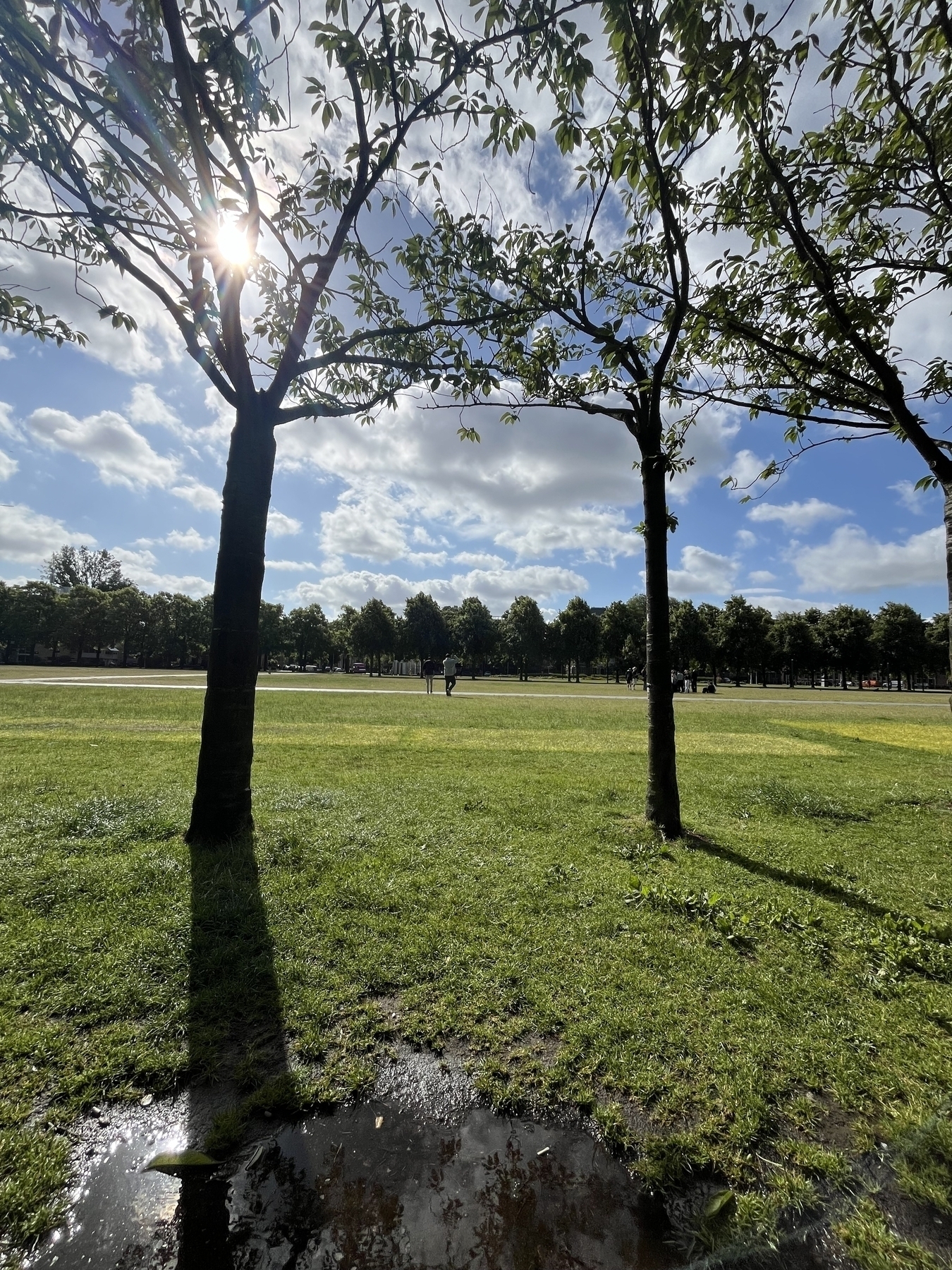 Trees cast long shadows on a sunlit grassy park with a clear, partly cloudy sky and a person walking in the distance.