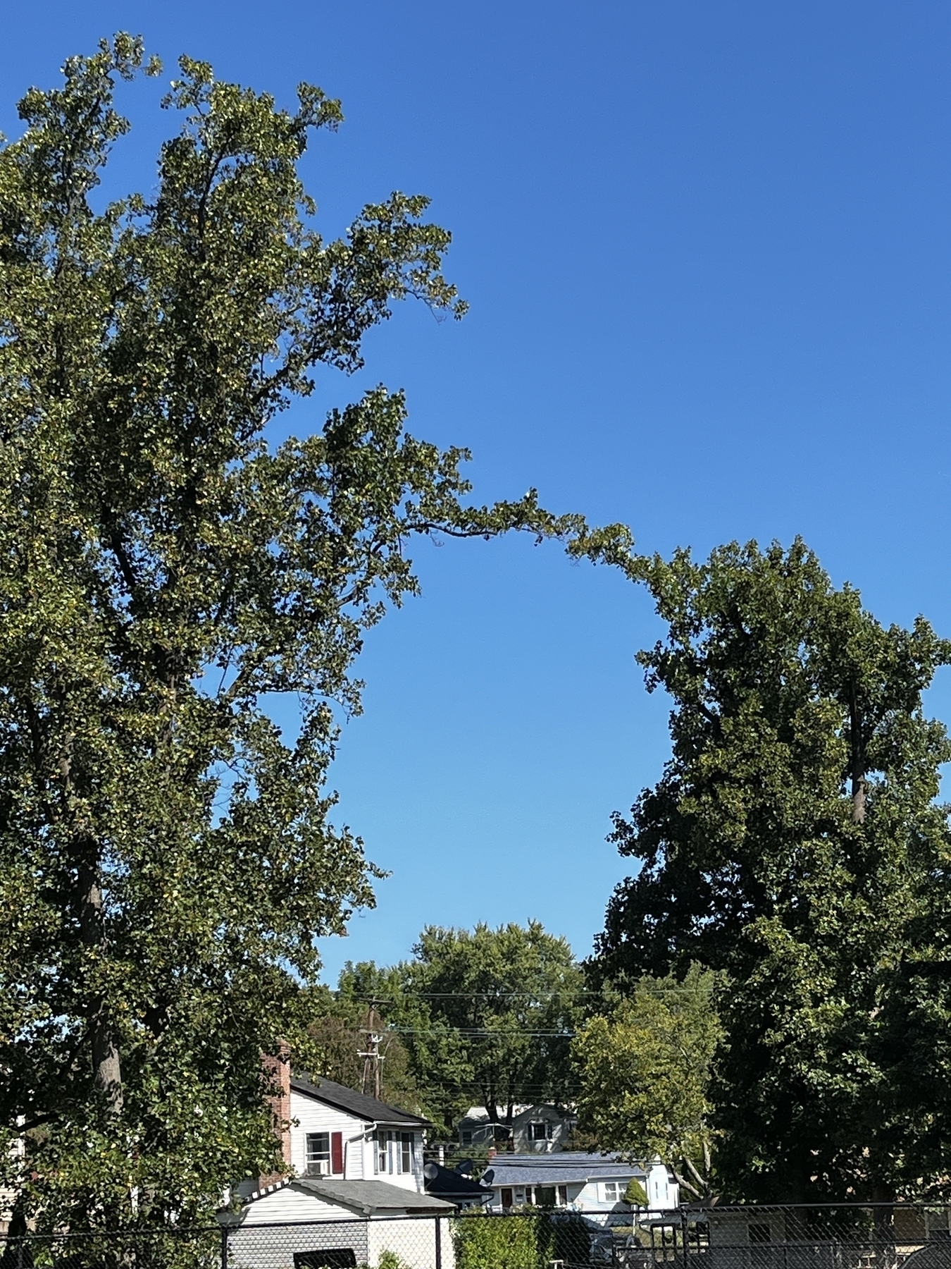 Tall green trees under a clear blue sky with branches snaking out to create a portal into the sky. 