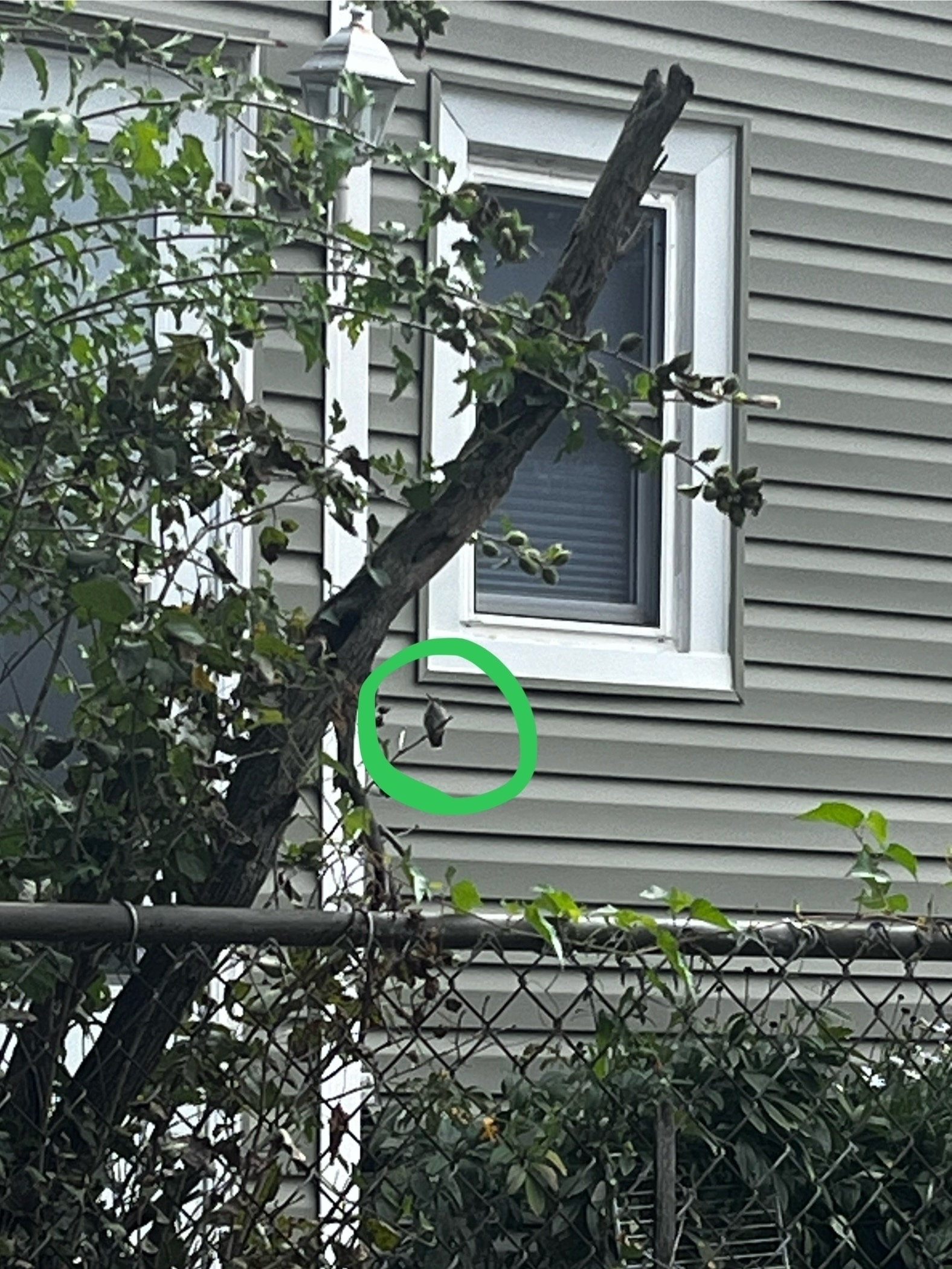 A hummingbird perches on a tree branch. 