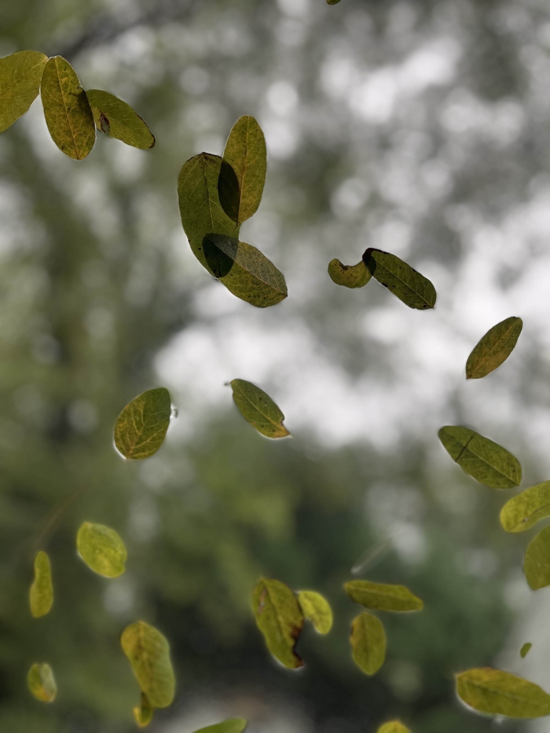 Green leaves on a car windshield with a blurred background of a forest canopy.