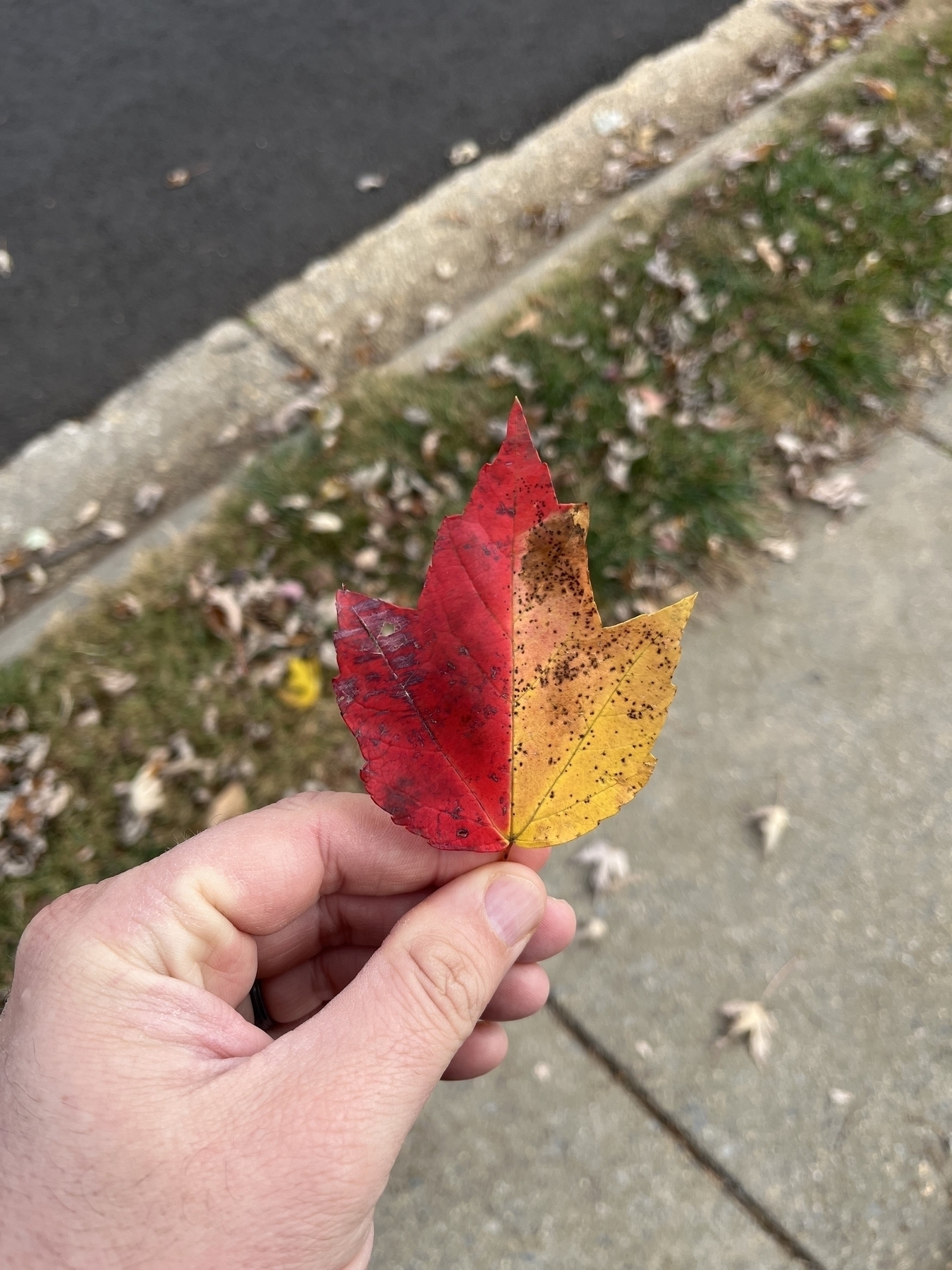 A hand holds a two-toned leaf, red merging into yellow, against a blurred background of a sidewalk and grass.