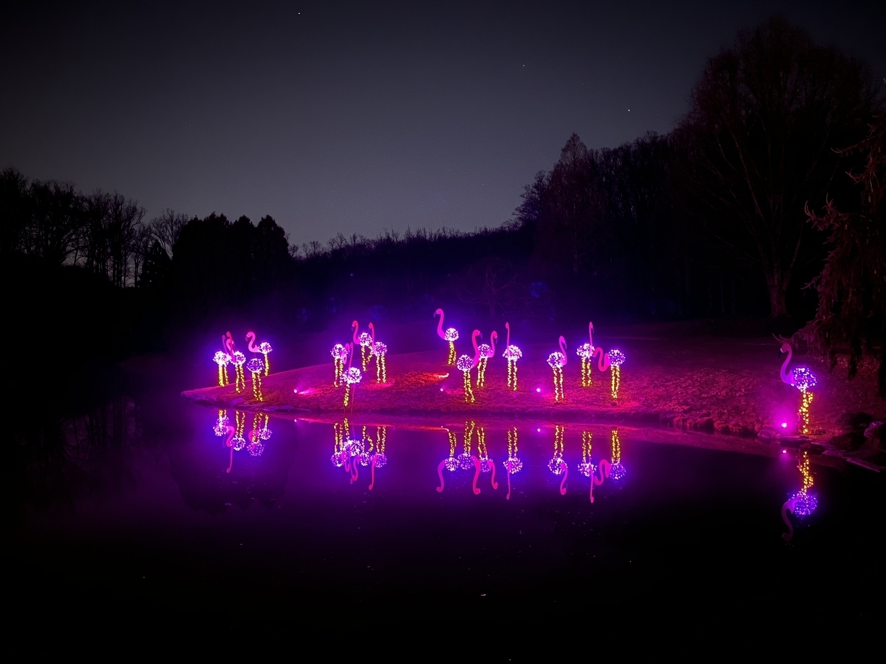 Illuminated flamingo-shaped lights stand by a pond at night, casting vibrant purple reflections on the water amid a dark, tree-lined background.