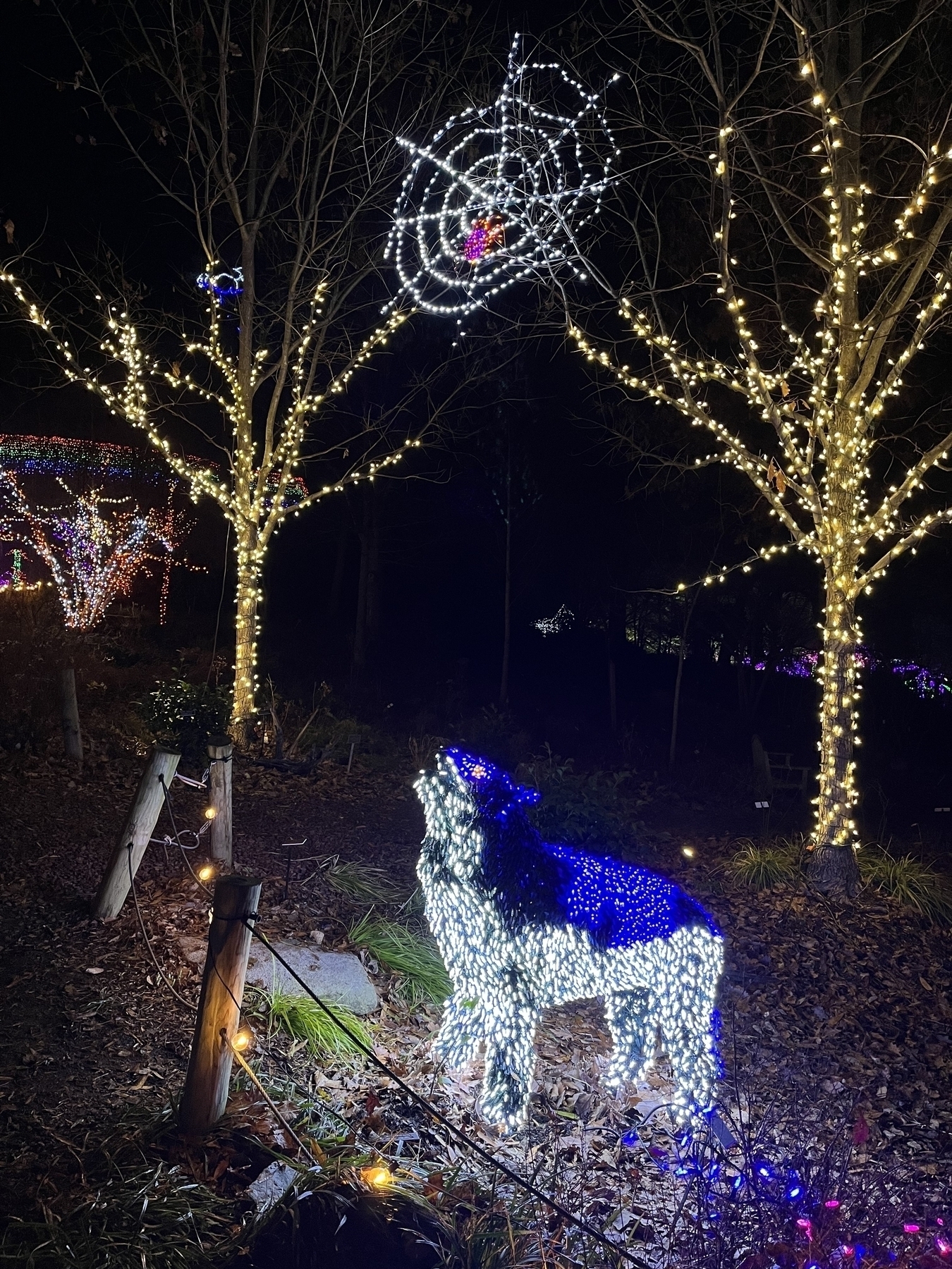 A light display features a wolf-shaped figure and trees adorned with white lights, set against a night background.