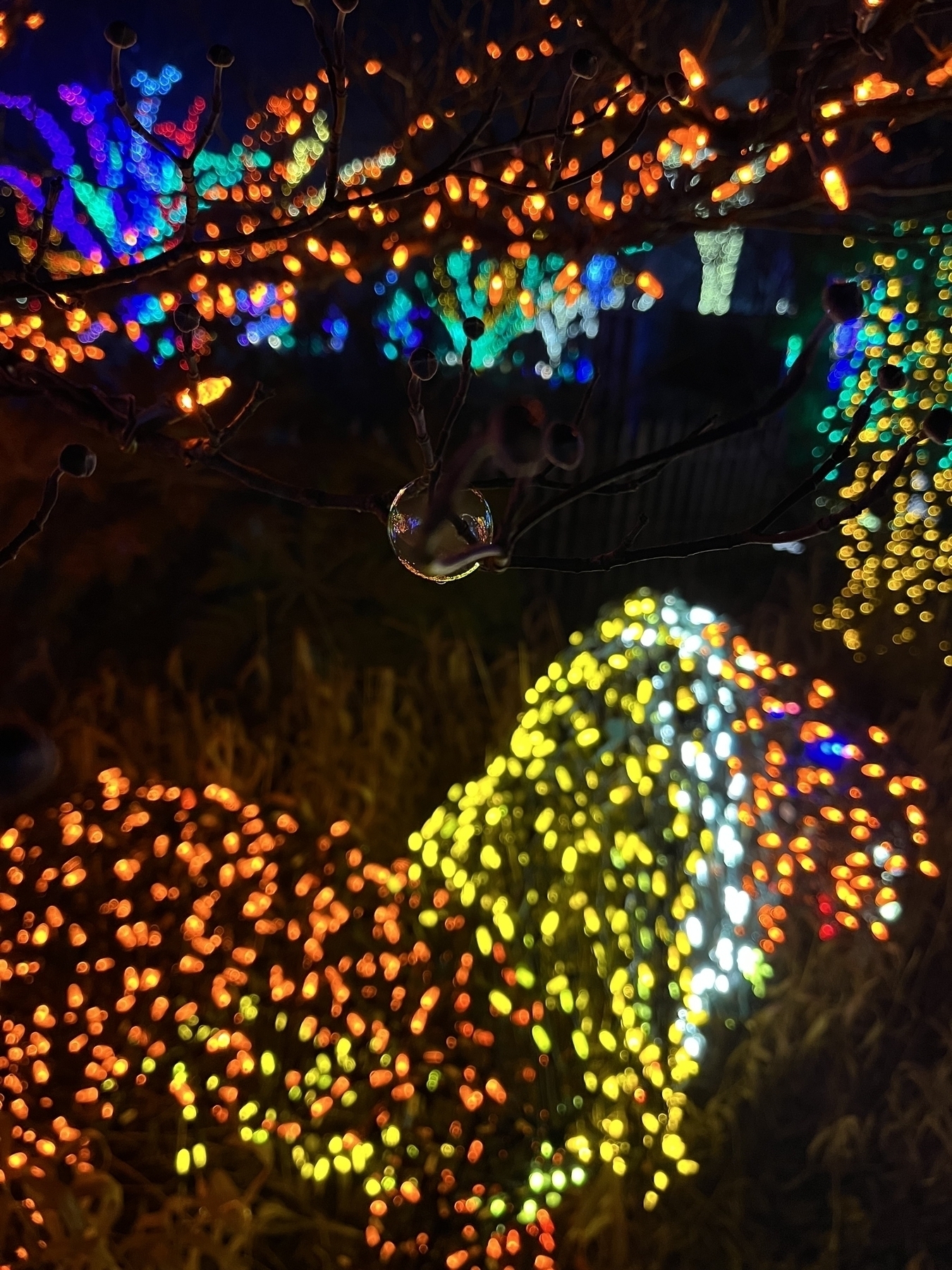 Multicolored lights blur background behind a bubble on a twig, creating a bokeh effect in a lit garden at night.