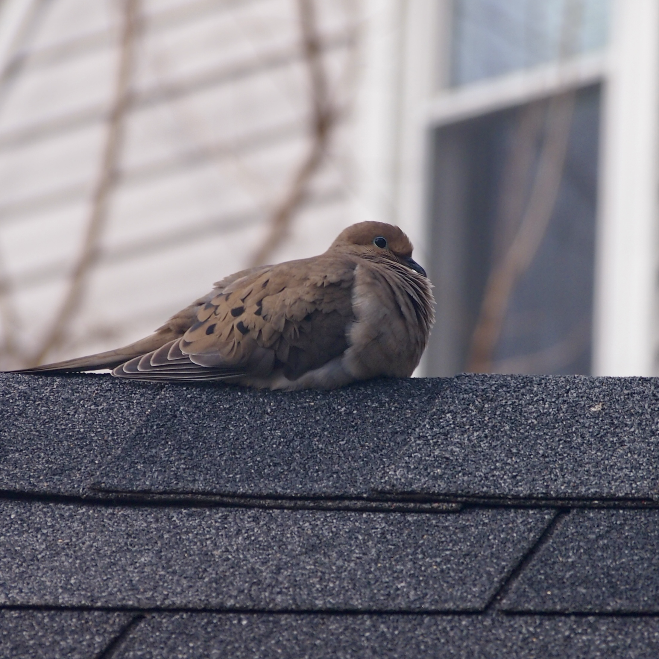 Mourning dove puffed down into a bird blob on a shed roof. 