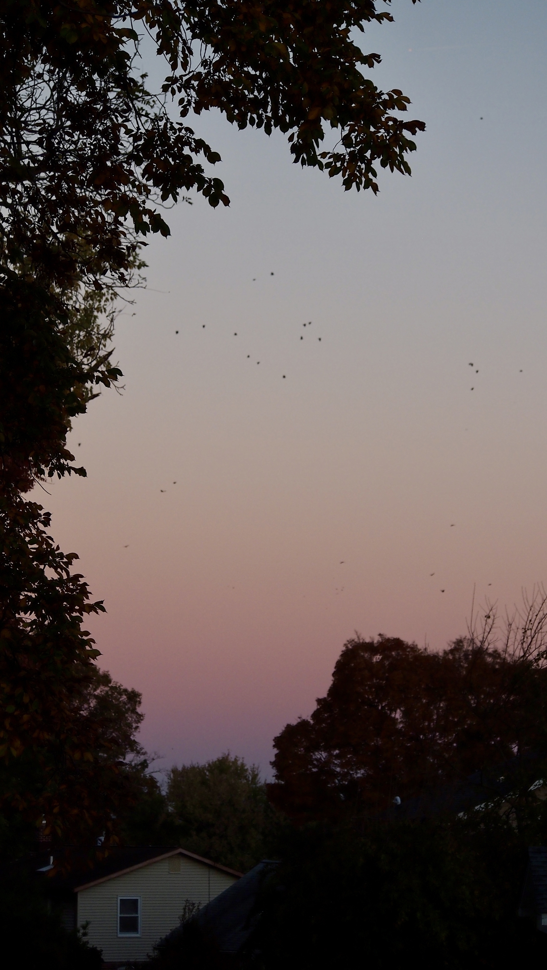 Birds flying across a twilight sky gradient with silhouetted trees and a house in the foreground.