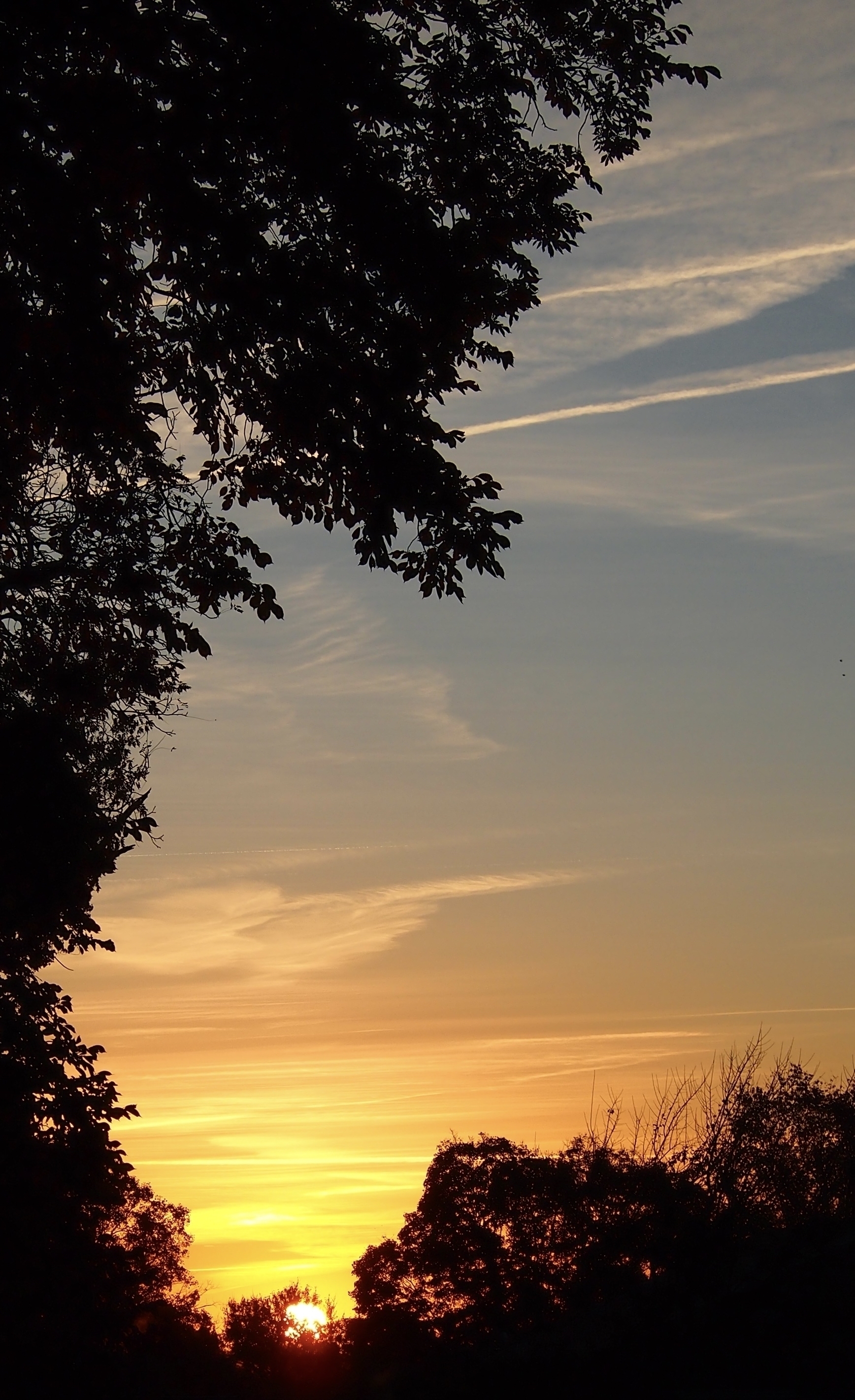 A vibrant sunset with streaks of yellow and orange light peeking through silhouetted trees, against a blue to golden gradient sky.