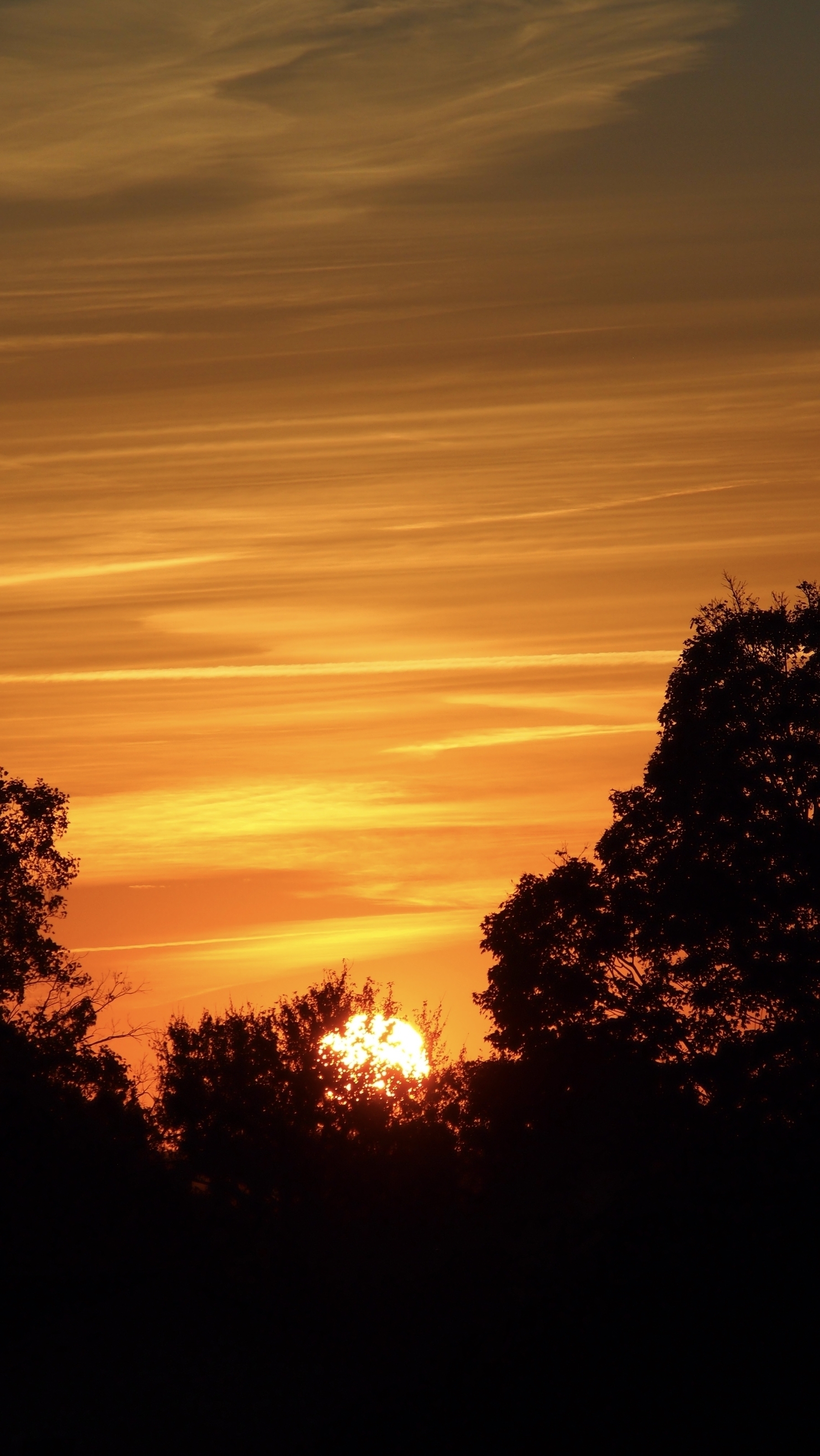 A sunset with golden hues paints streaked clouds above silhouetted trees on the horizon.