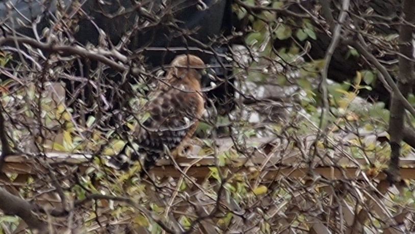 Hawk perched on a wooden fence, surrounded by leafless branches and green foliage.