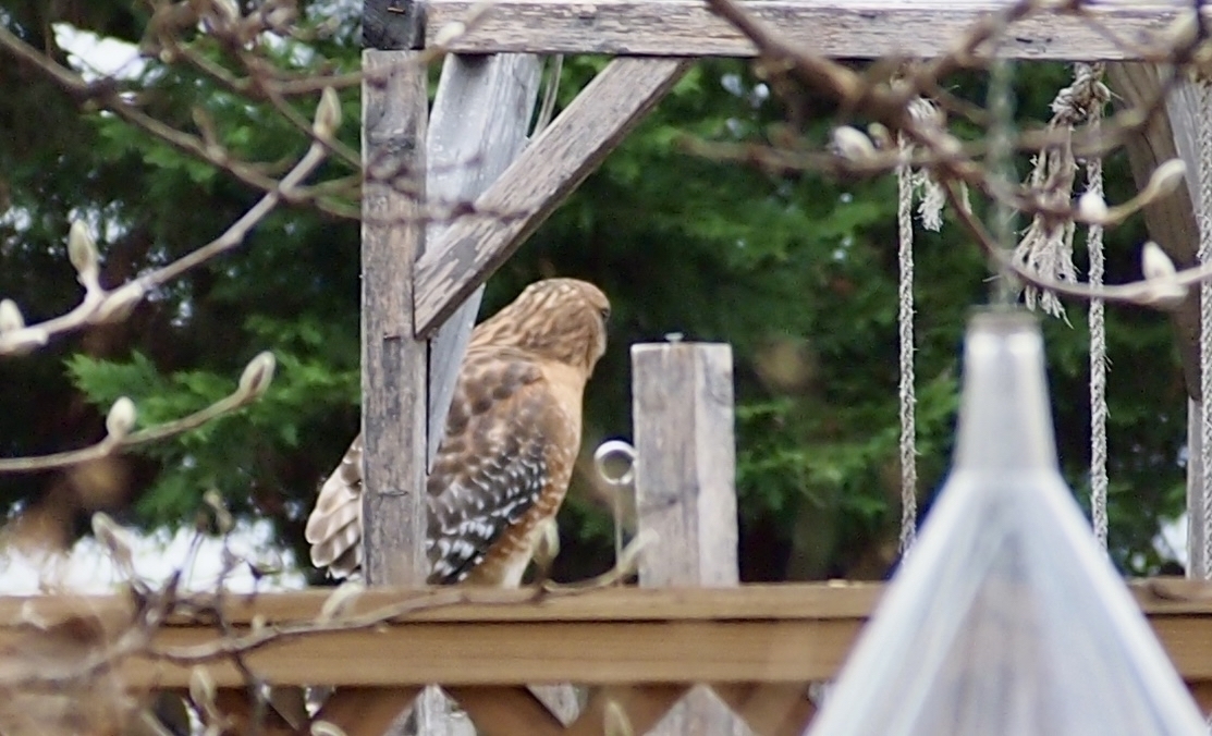 Hawk perched on a wooden frame looks sideways, surrounded by blurred branches and foliage in a garden setting.