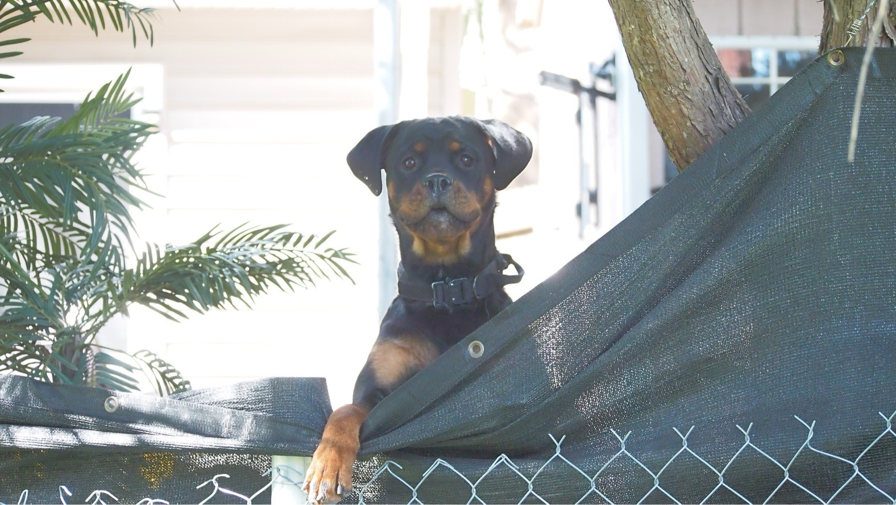 Black and brown dog standing up against chain link fence.