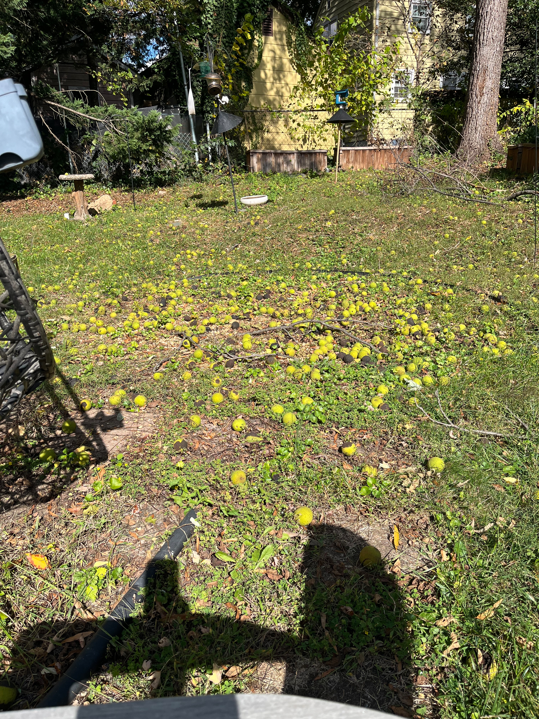 Walnuts scattered on grassy backyard fallen from nearby trees. Sunlit area with a few garden structures and shadows cast by branches and a person.