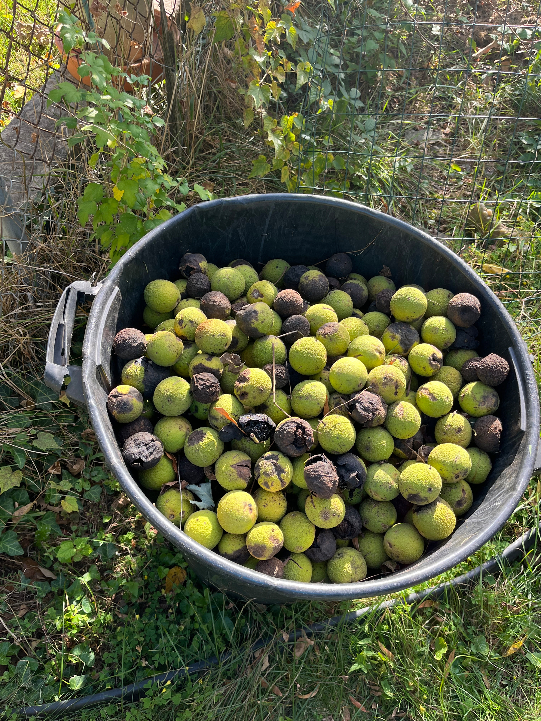 A large black plastic container holds numerous green and brown walnuts. It rests on grassy ground, surrounded by foliage and a wire fence.