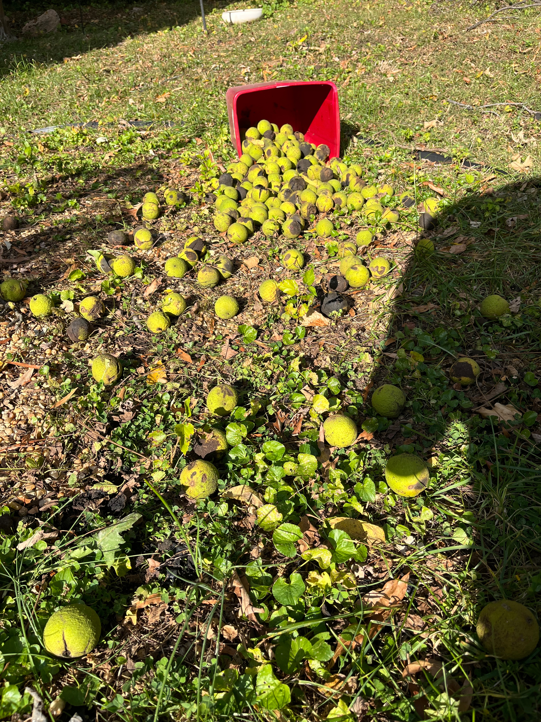 A red container is tipped over, spilling numerous green and brown walnuts onto a grassy, sunlit ground with scattered leaves and small plants.