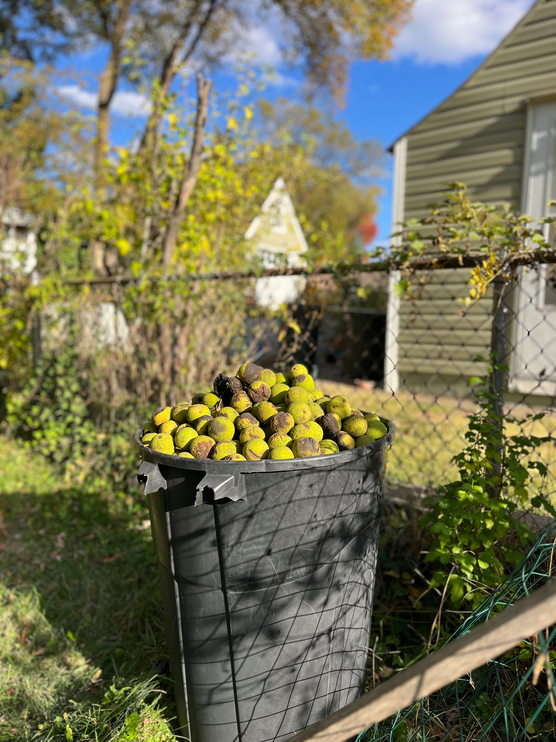 A black trash can filled with walnuts sits in a grassy yard, surrounded by a wire fence and greenery under a clear blue sky.