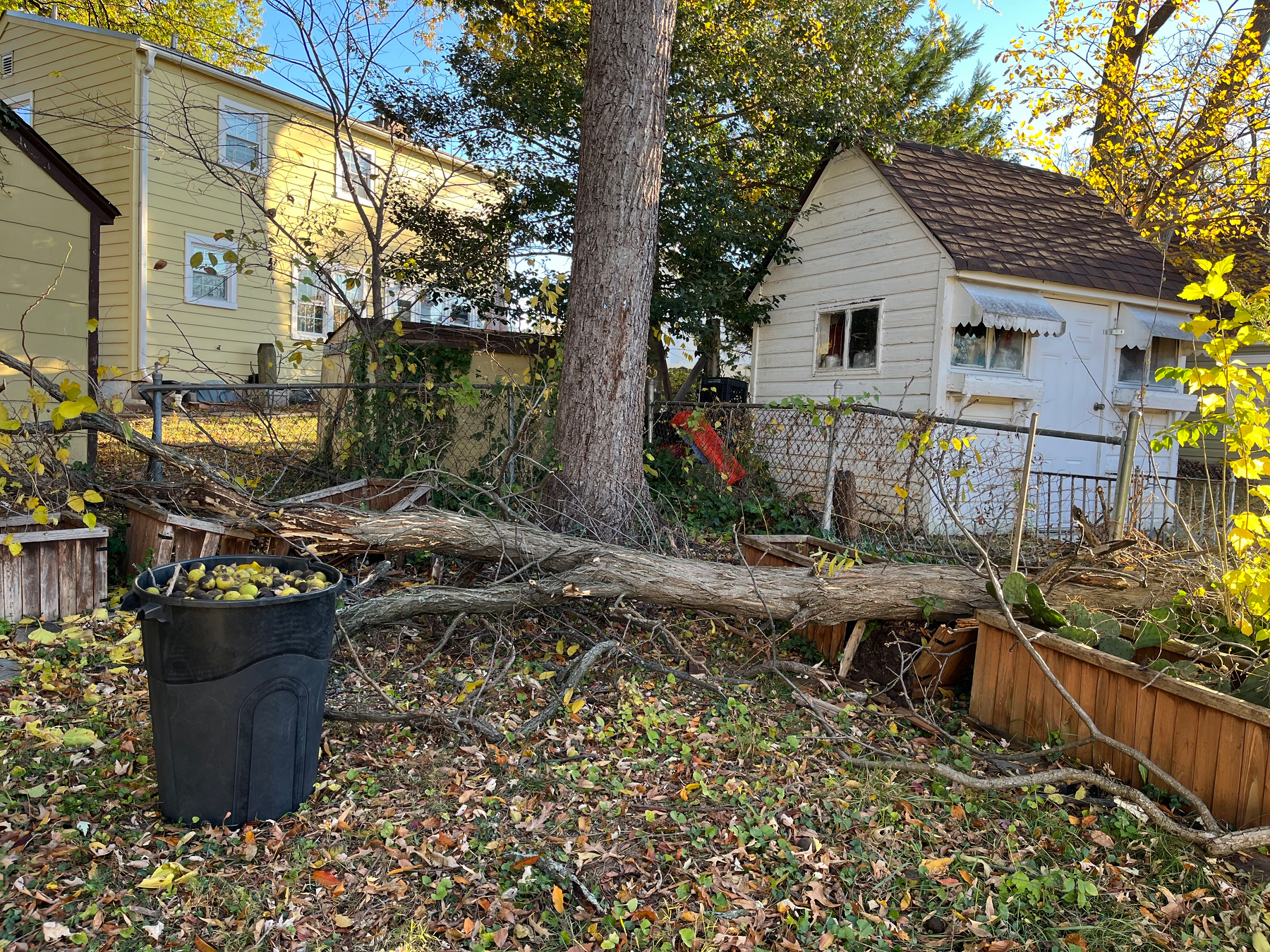 A fallen tree limb lies across a backyard, surrounded by scattered leaves and a black trash can filled with walnuts. Nearby, a small shed and yellow house are visible.