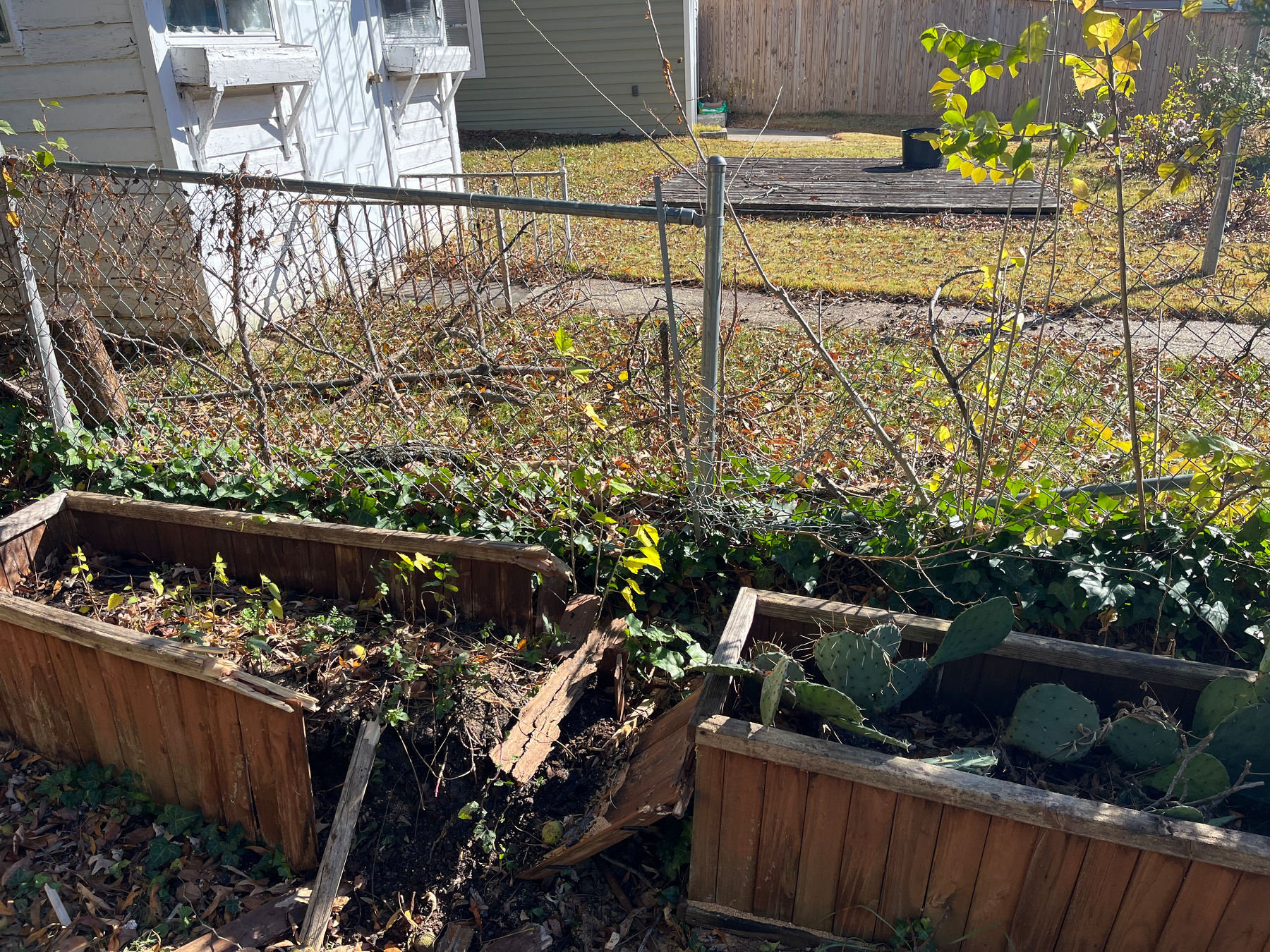 Wooden planter boxes, one damaged, contain plants and cacti surrounded by creeping ivy. These sit next to a chain-link fence with overgrown vines, in a sunny backyard with a white house nearby.