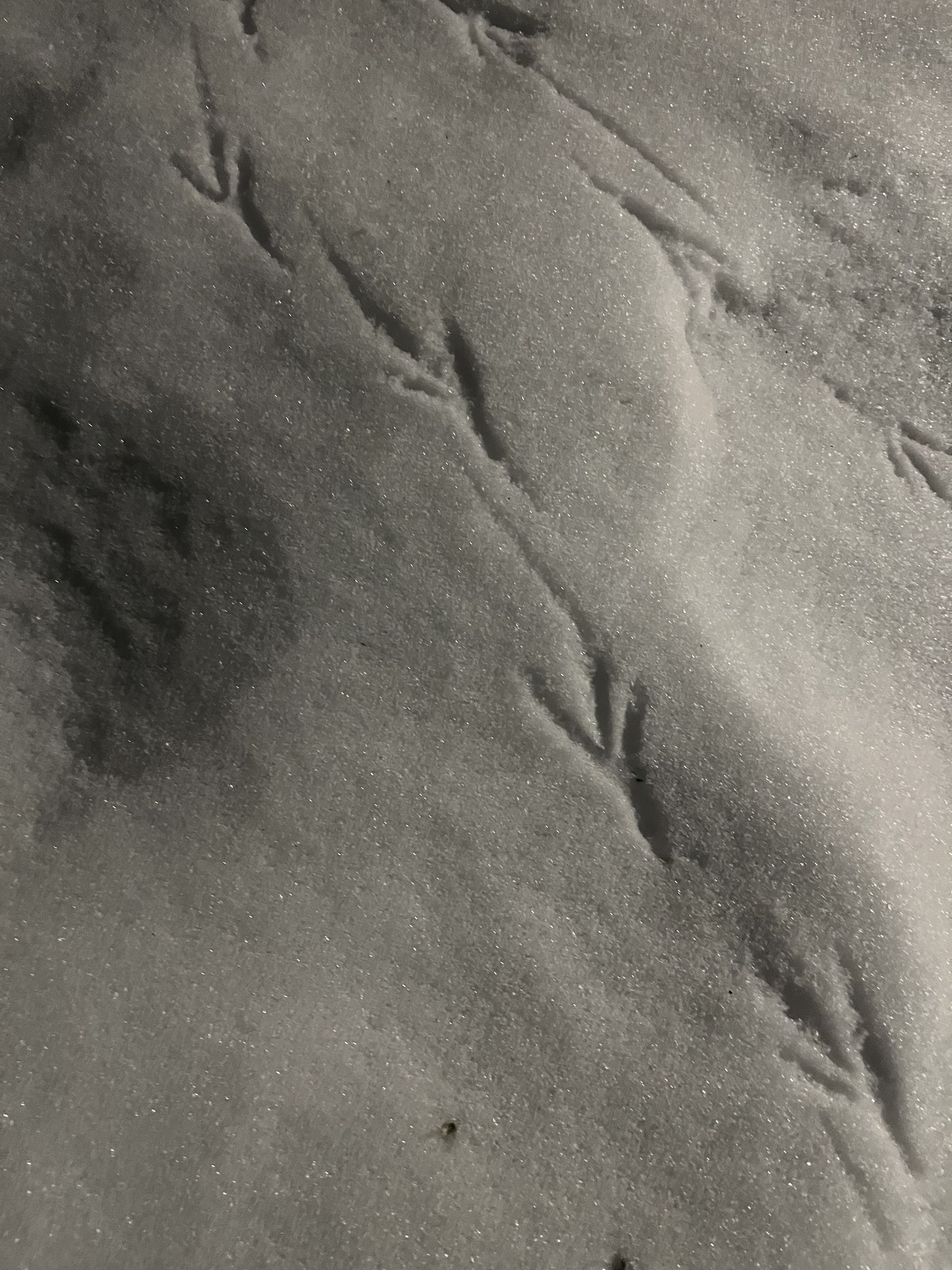 Bird tracks create patterns in smooth, untouched snow under dim lighting, suggesting a nighttime setting.