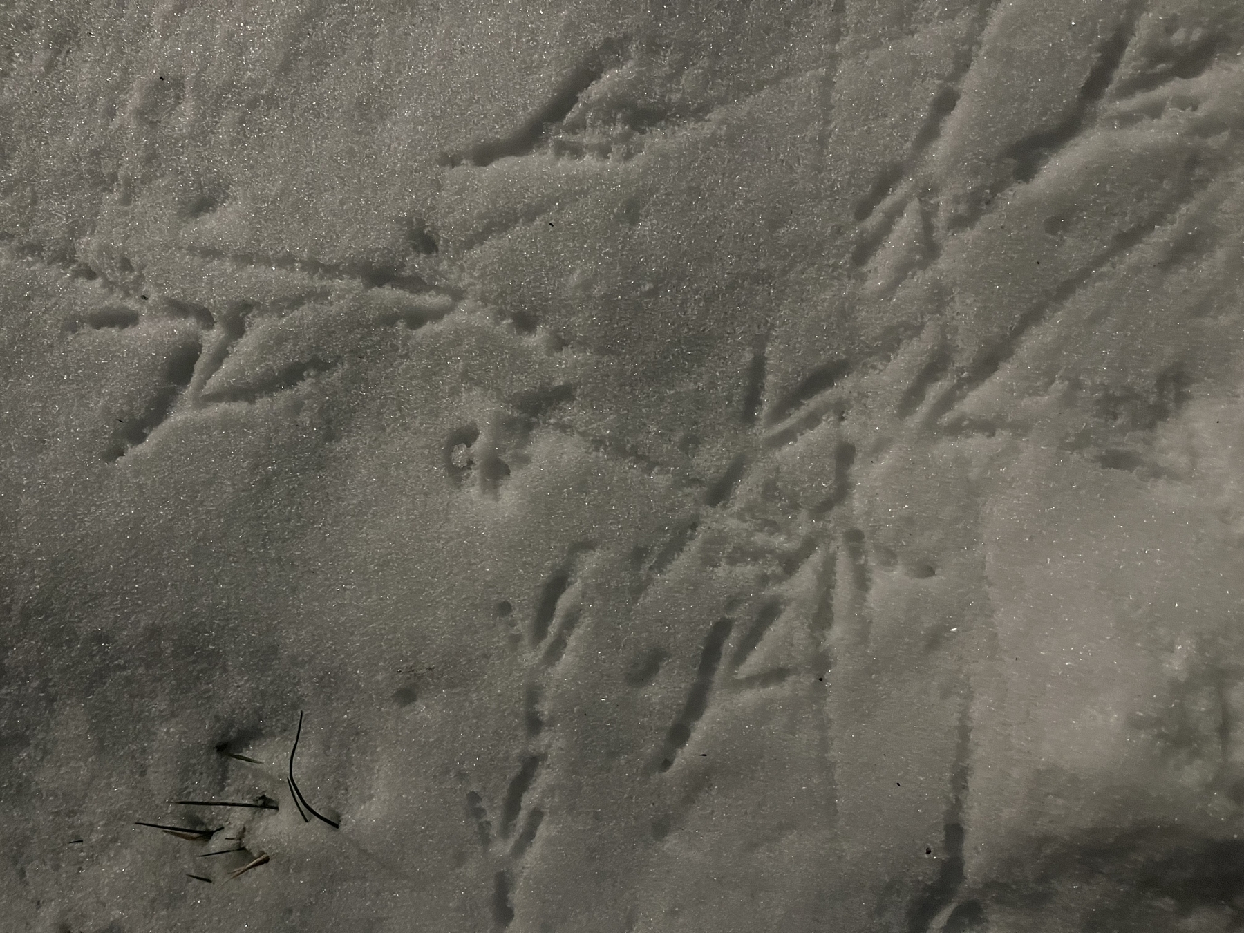 Bird tracks crisscross snow, indicating movement across a flat, snowy surface. Nearby, a few scattered pine needles add texture and contrast to the scene.