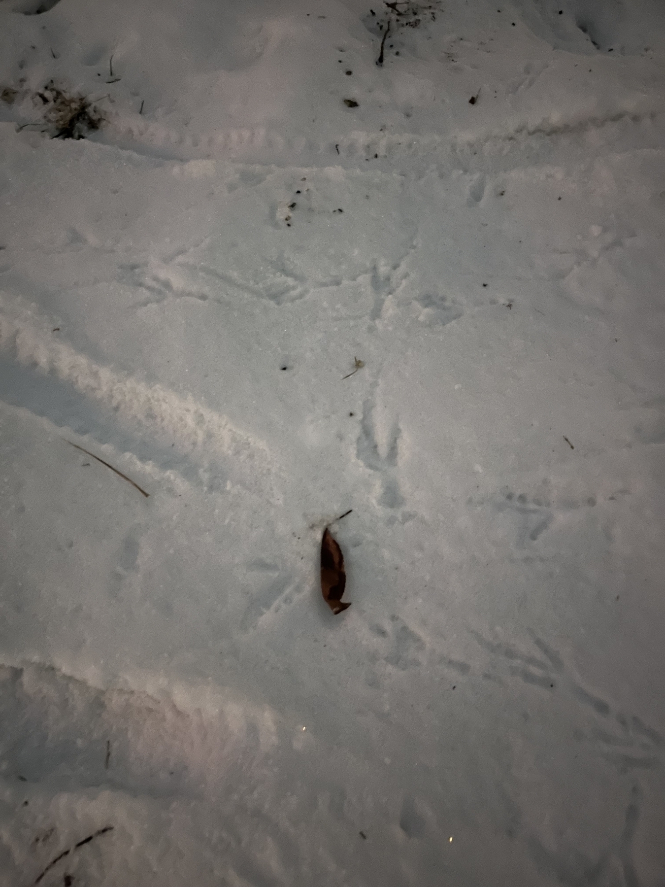 A brown leaf rests on a snowy surface, surrounded by bird tracks and scattered twigs, in an outdoor setting.