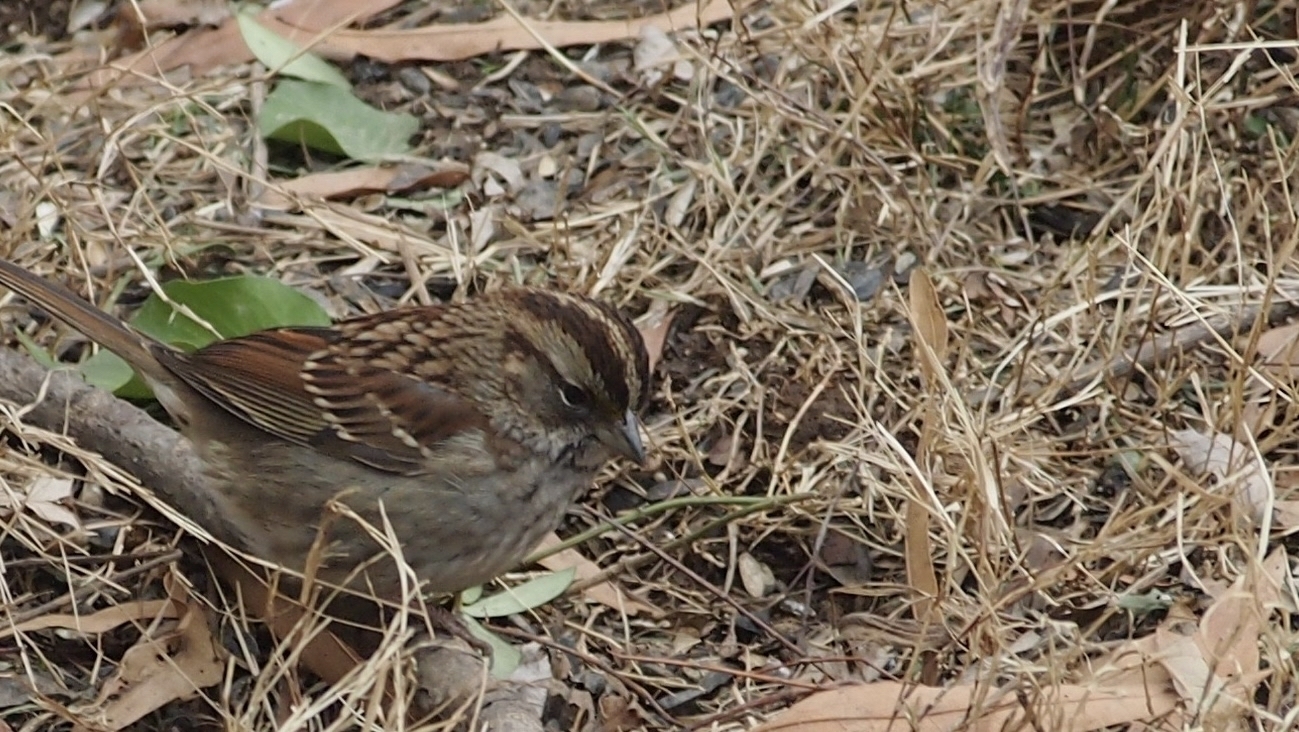 A small brown bird pecks at the ground, surrounded by dry grass and fallen leaves, in a natural setting.