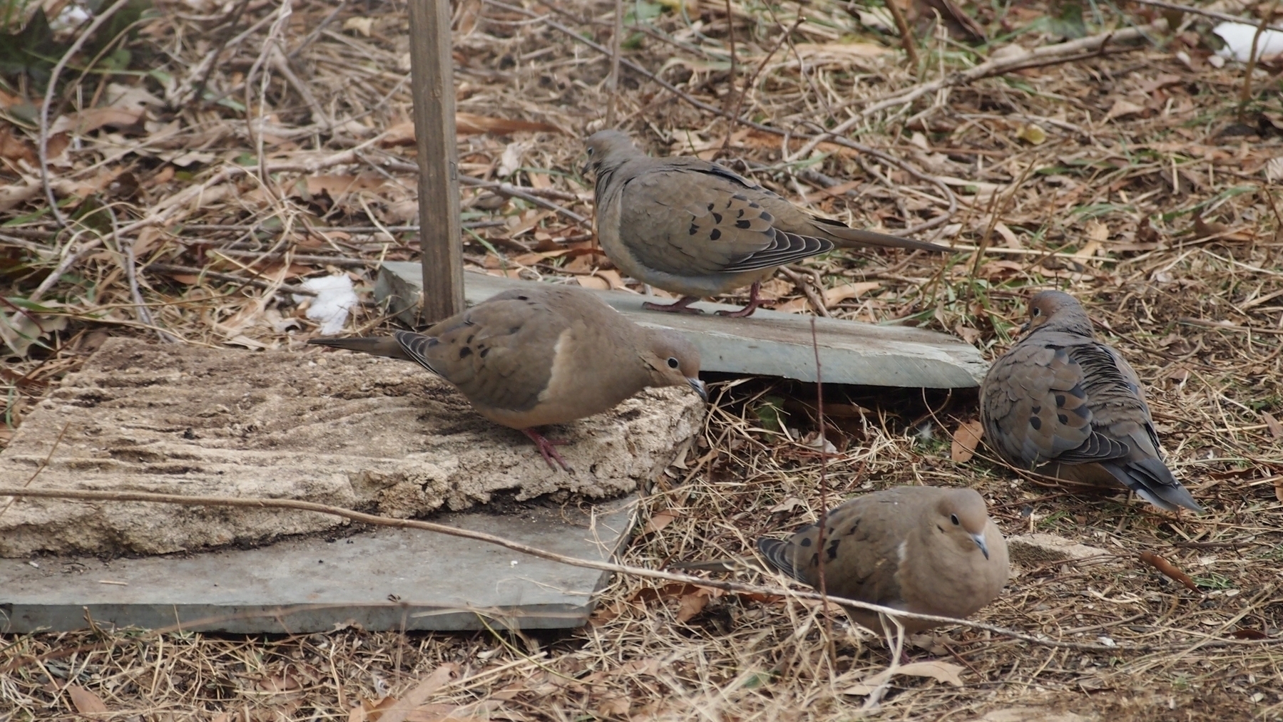 Four mourning doves peck at the ground, surrounded by dry grass and scattered leaves. They stand near flat, gray stones in a natural, outdoor setting.