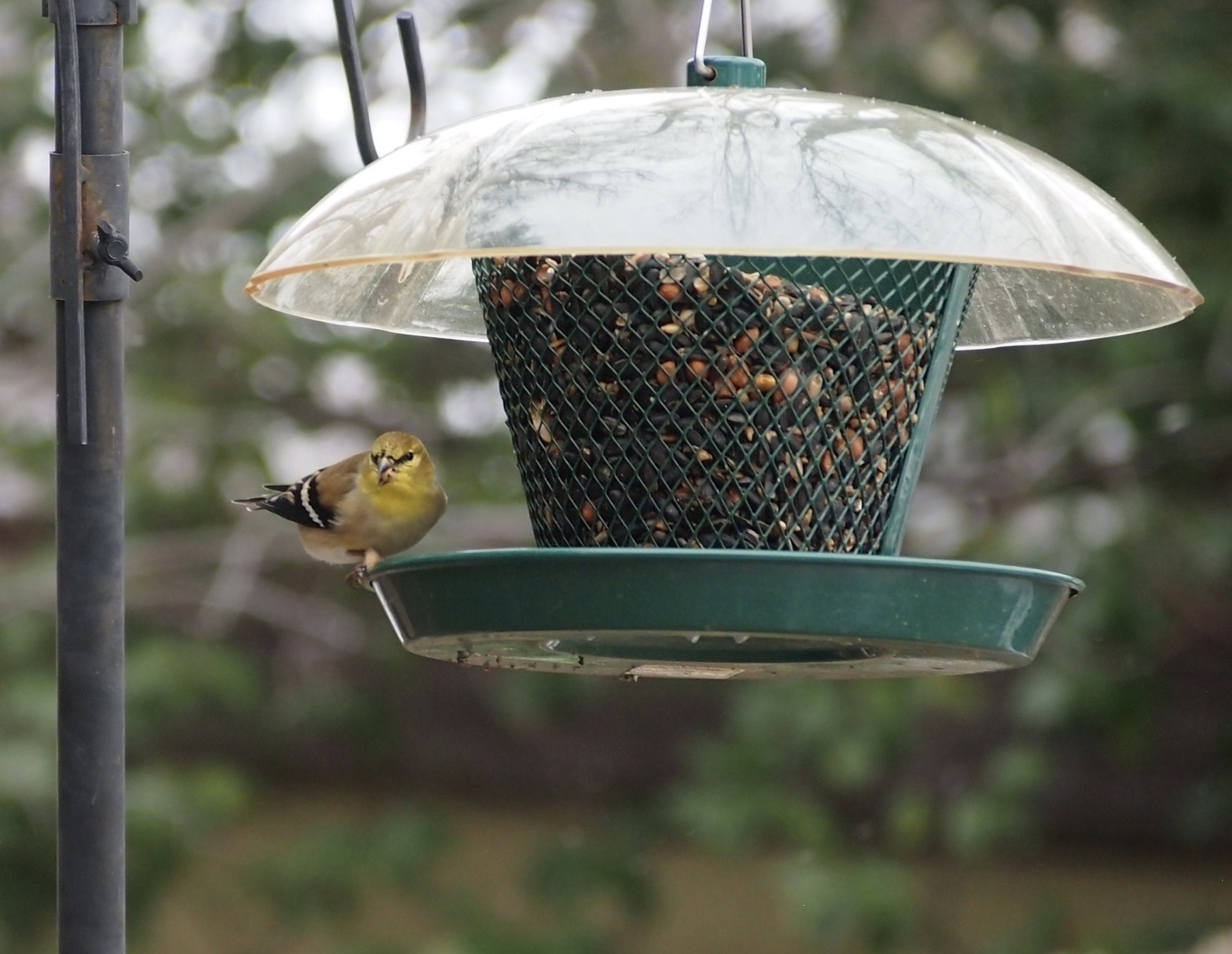 A small bird perches on a green bird feeder filled with seeds. It is set outdoors, surrounded by blurred green foliage in the background.