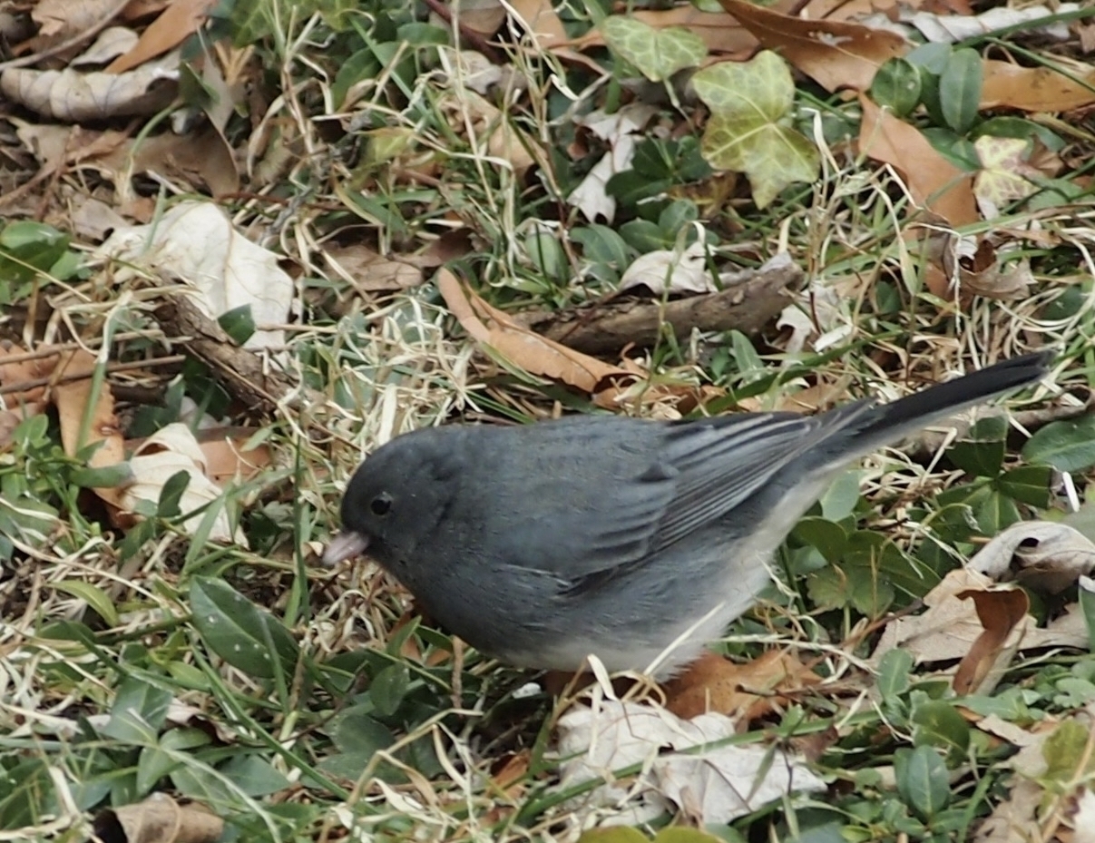 A small dark bird pecks at the ground amidst fallen leaves and green plants. It’s surrounded by patches of grass and dried foliage.