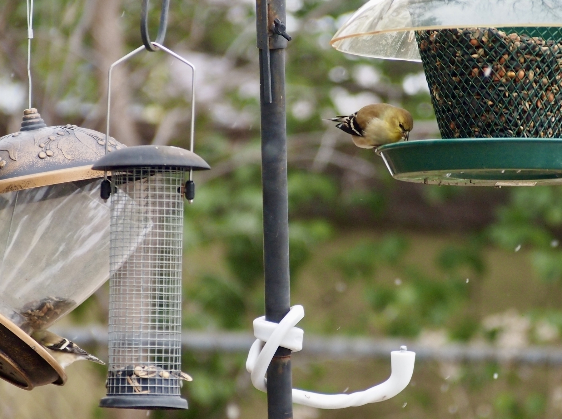 A small bird pecks at seeds in a hanging green bird feeder. Nearby, other feeders are visible, with trees and foliage in the background.