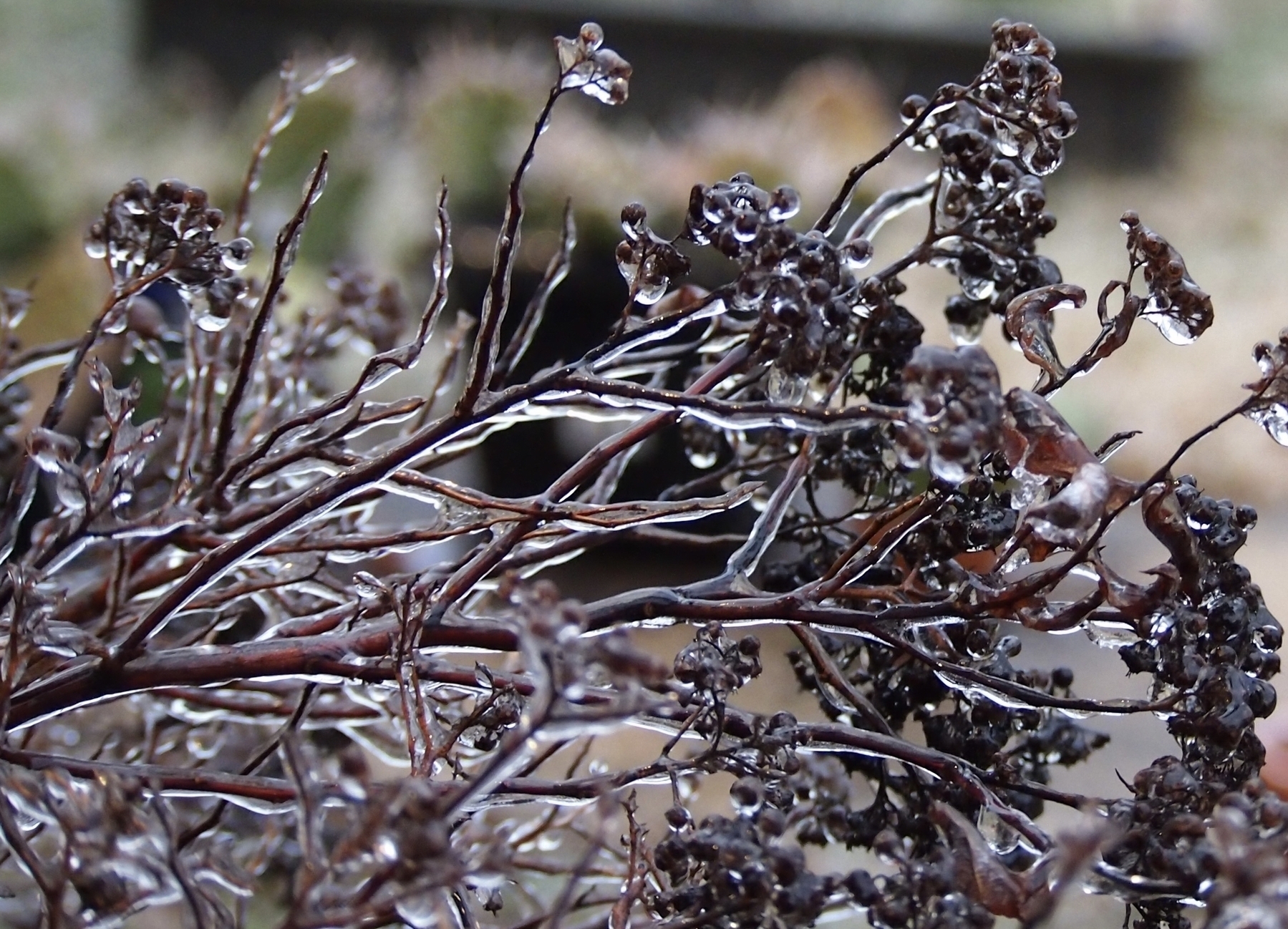 Ice-covered shrubbery branches glisten as they encase dried flower clusters, creating intricate patterns. 