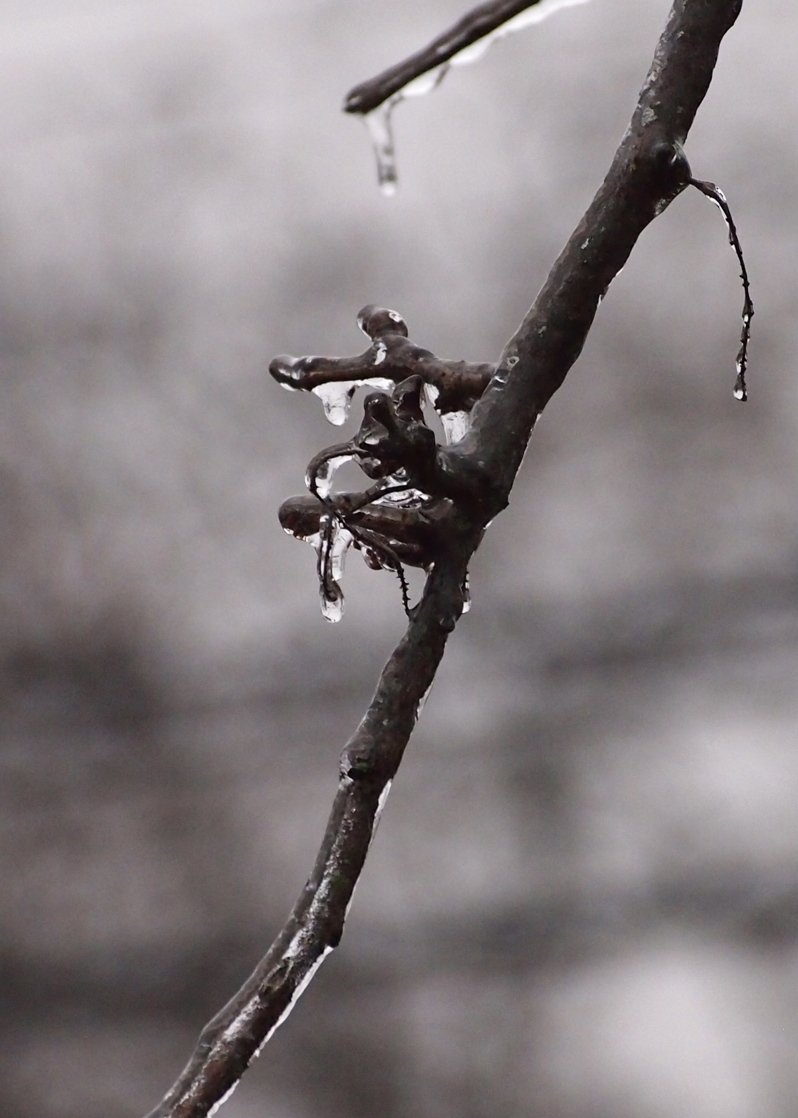 Twig coated in ice, hanging still, with icicles forming at the tips.