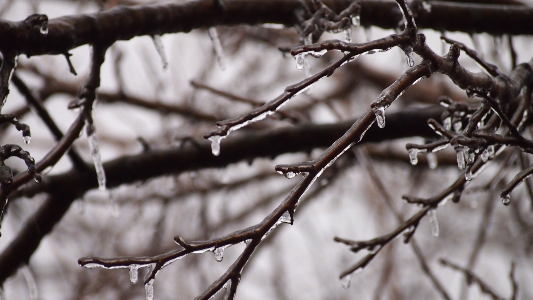 Branches coated in ice hang still, forming icicles that dangle downward.