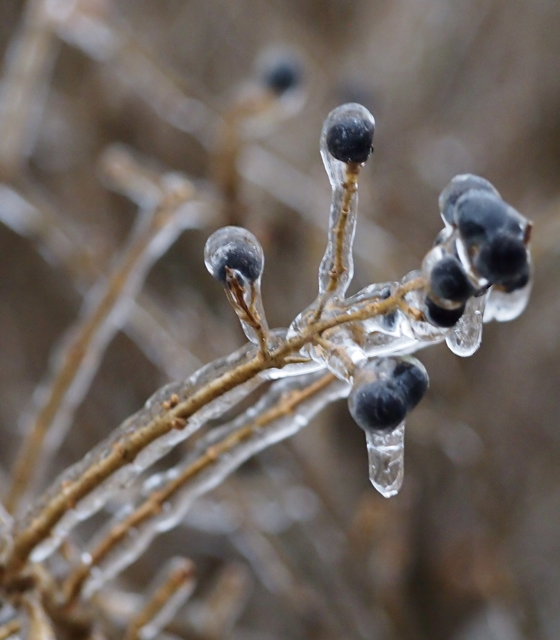 Branches covered in ice hold clusters of dark berries, with icicles hanging beneath. The background is blurred, creating a cold, wintry atmosphere.